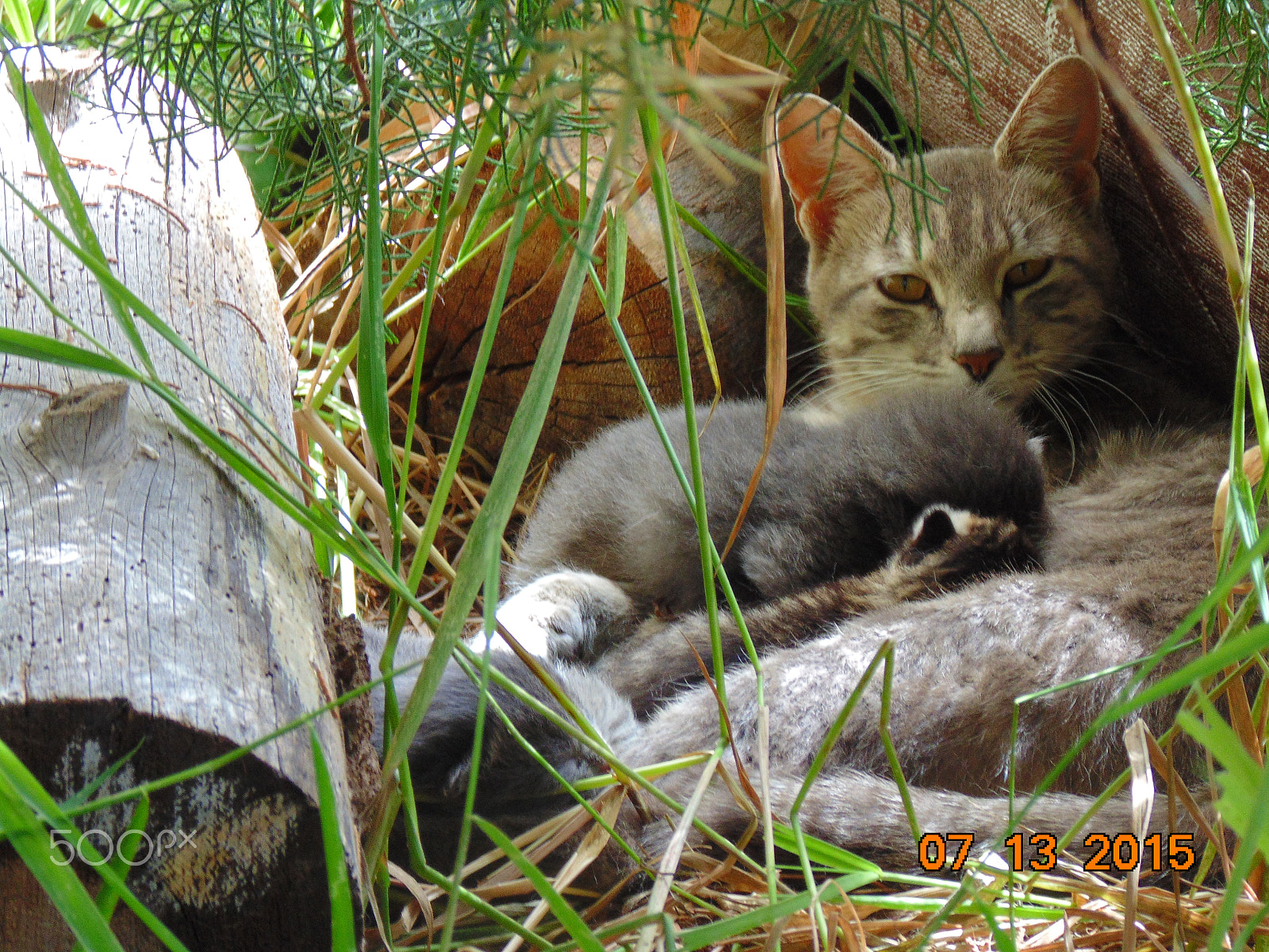 Sony Cyber-shot DSC-H200 sample photo. Cat with her babies photography