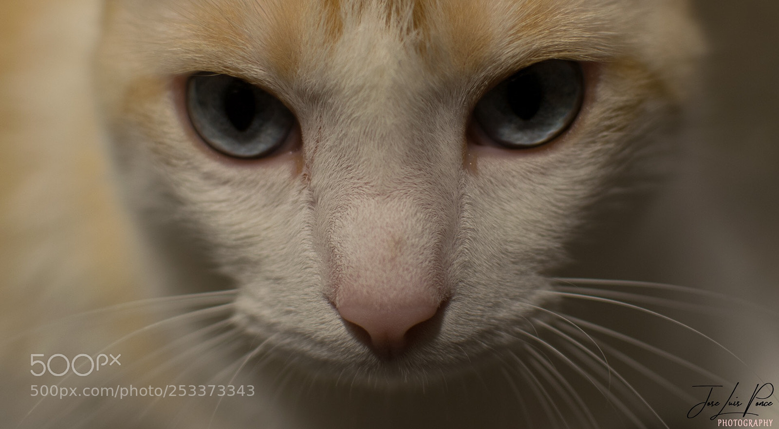 Nikon D3300 sample photo. Mirada intensa photography