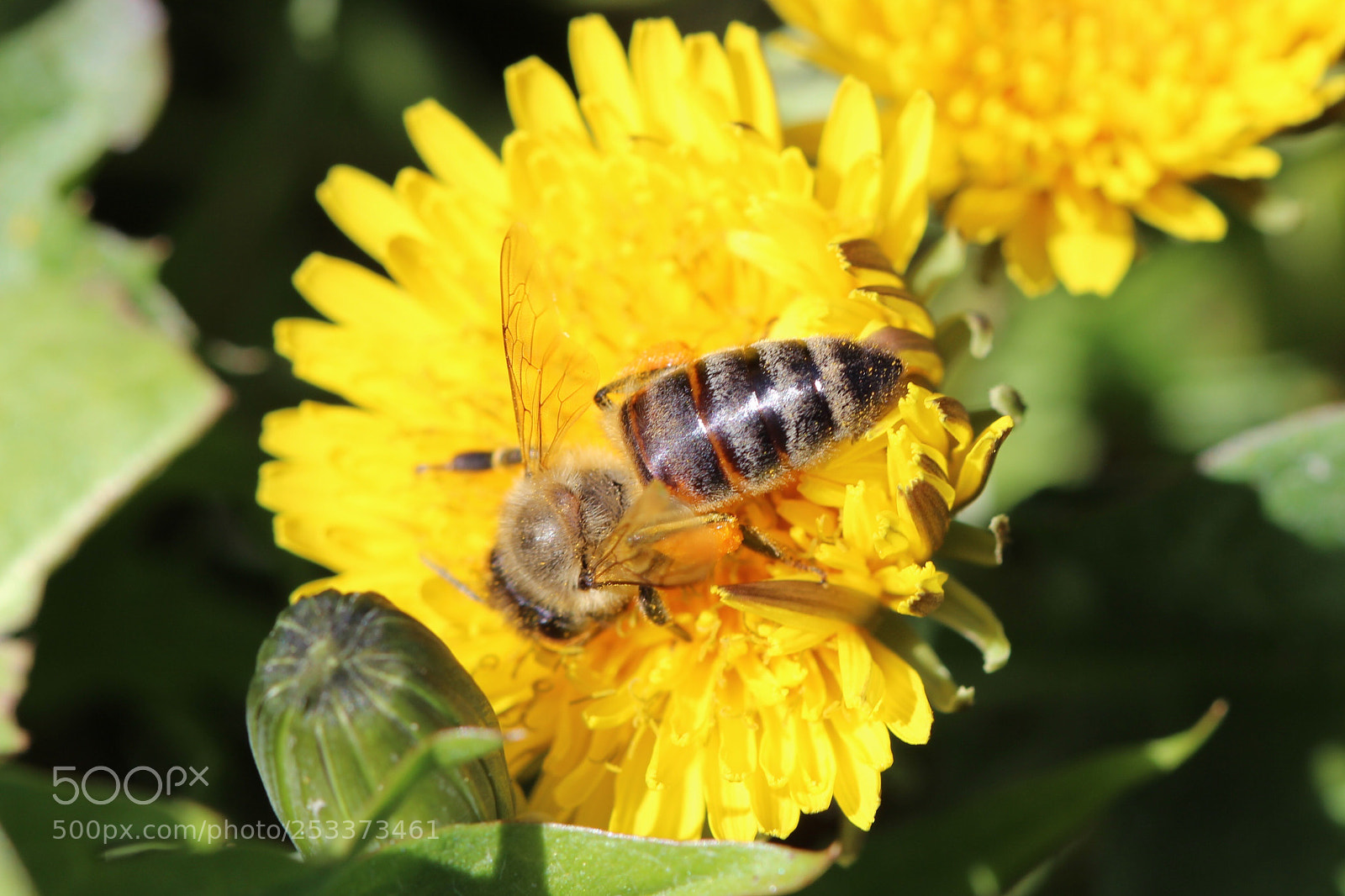 Canon EOS 600D (Rebel EOS T3i / EOS Kiss X5) sample photo. Bee butt photography