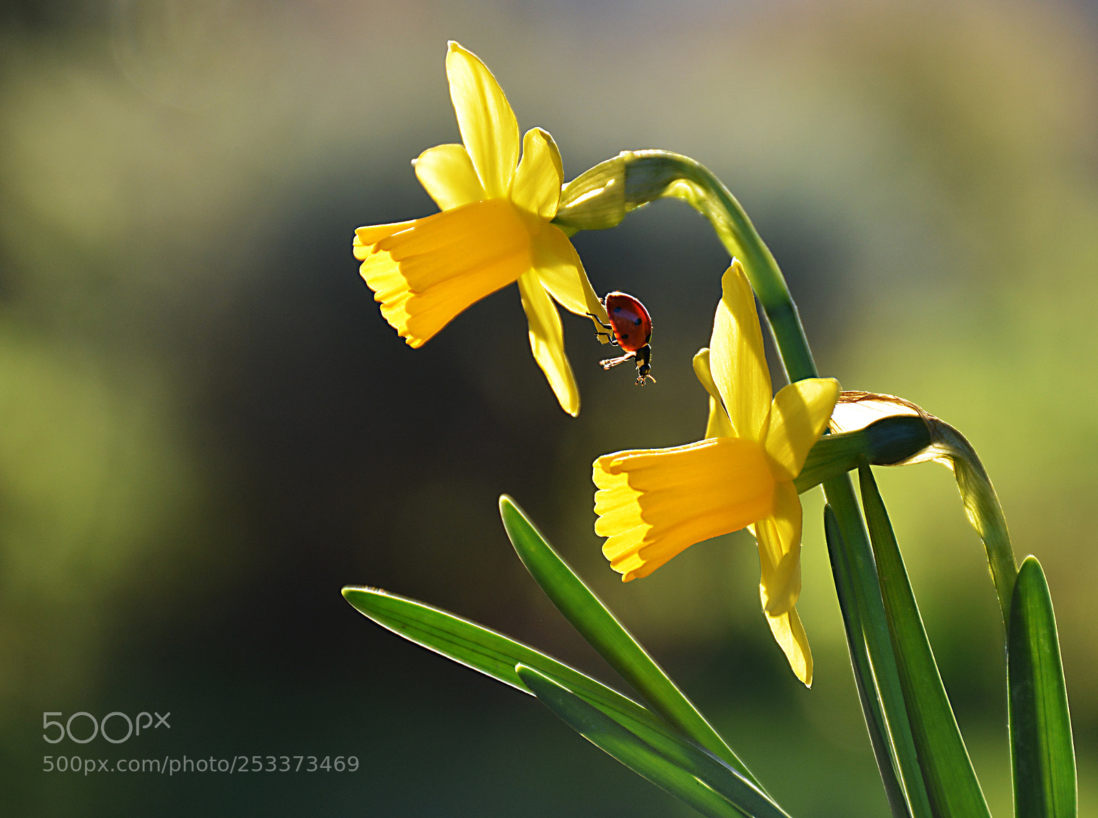 Nikon D5200 sample photo. Beauty photography