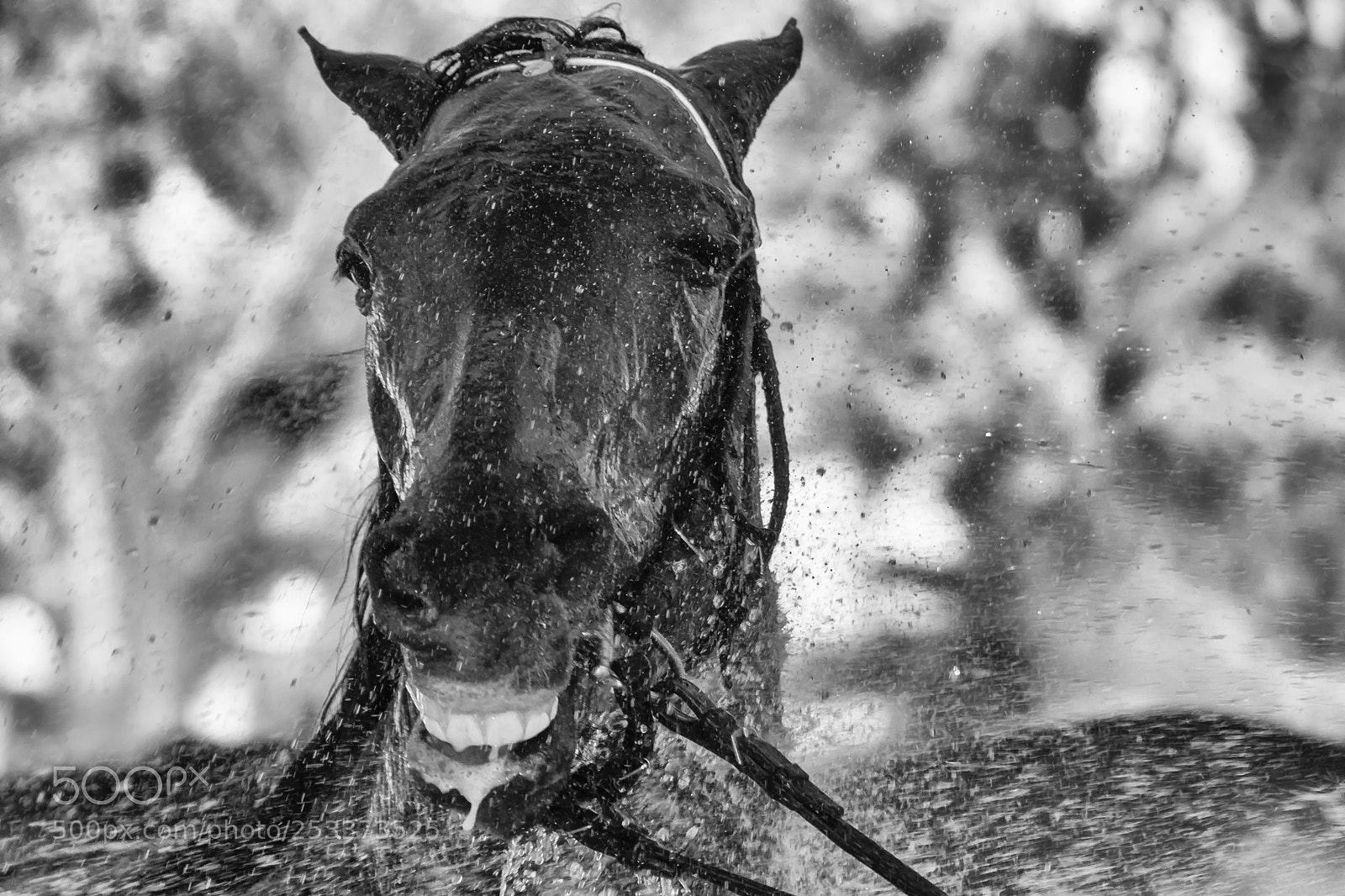 Canon EOS 7D sample photo. Happy thoroughbred photography