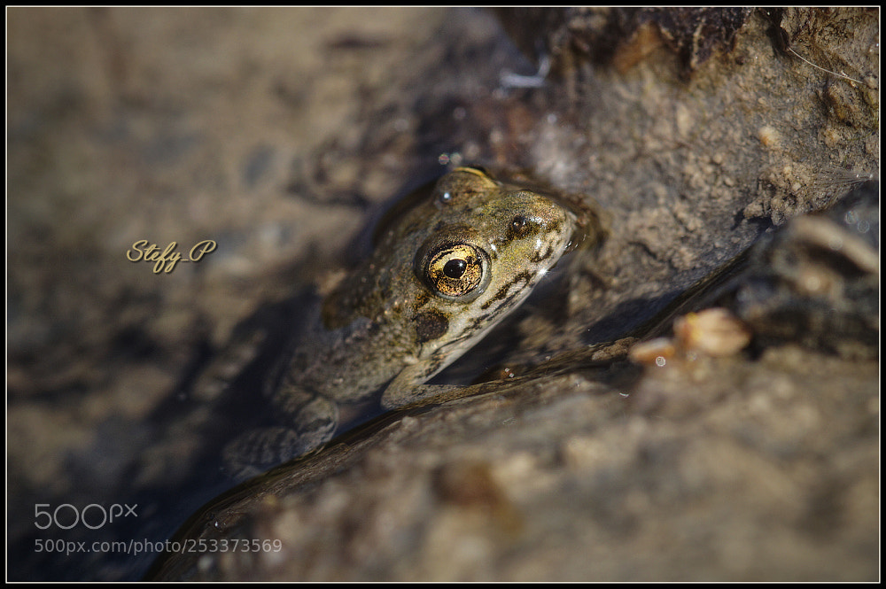Sony SLT-A58 sample photo. Golden eye photography