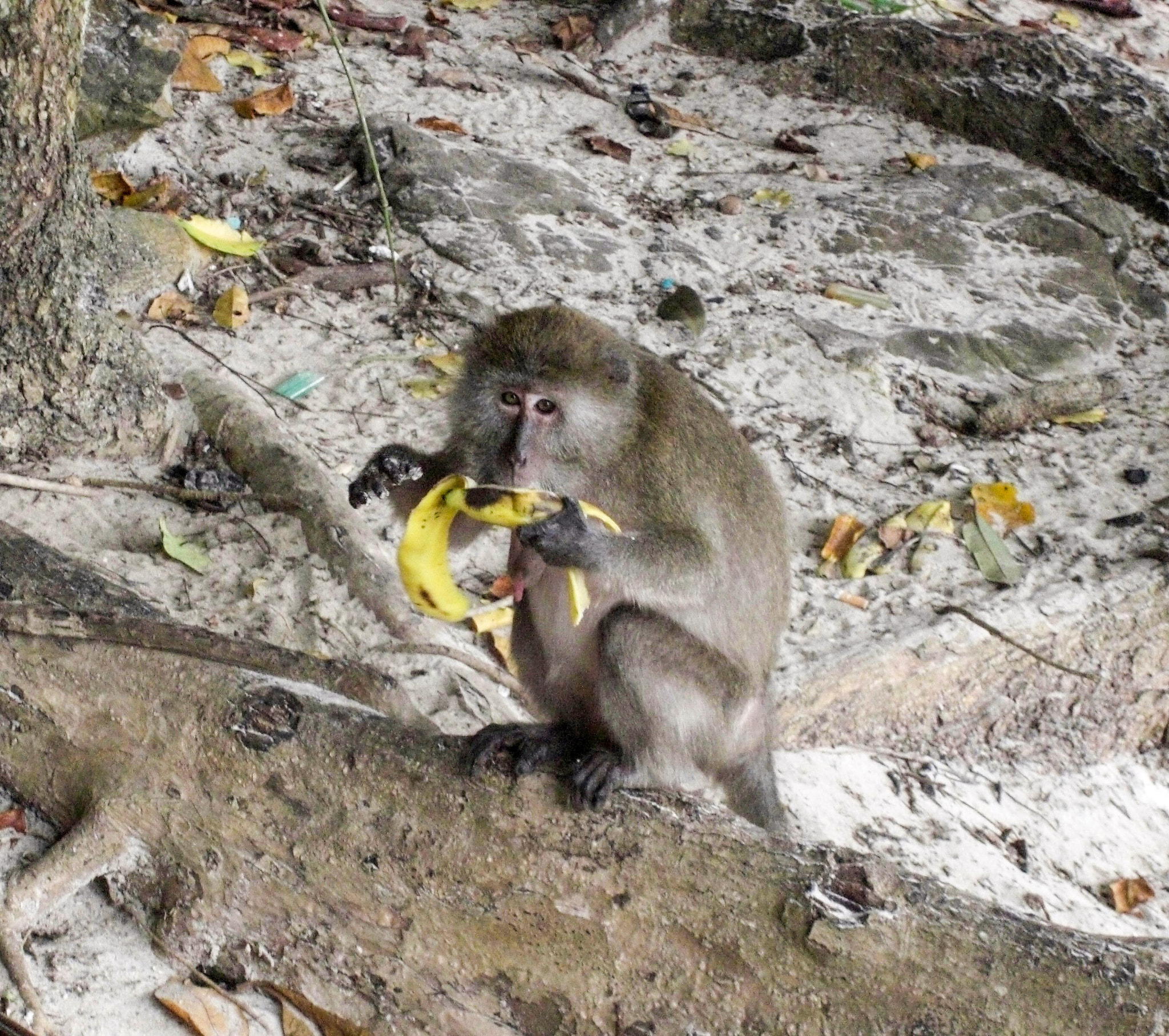 CASIO EX-Z1050 sample photo. Hungry monkey photography