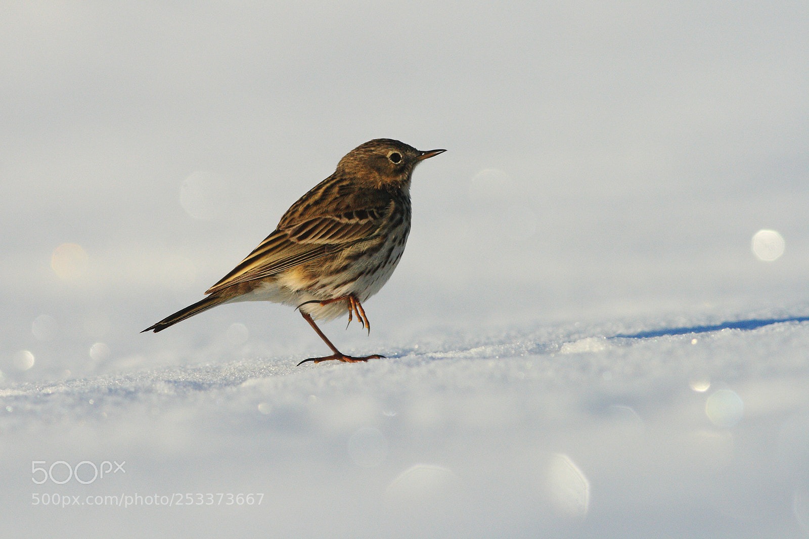 Canon EOS 400D (EOS Digital Rebel XTi / EOS Kiss Digital X) sample photo. Meadow pipit in spring photography