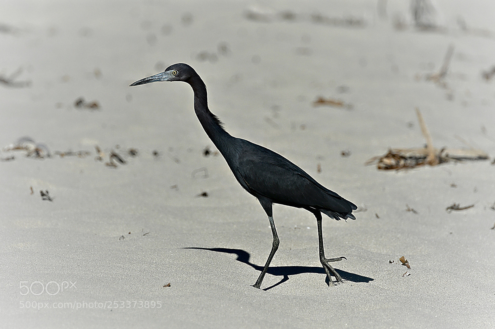 Nikon D500 sample photo. Heron photography