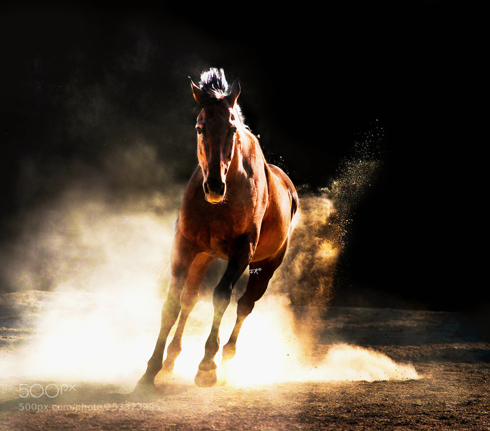 Nikon D3000 sample photo. Fejedelem photography