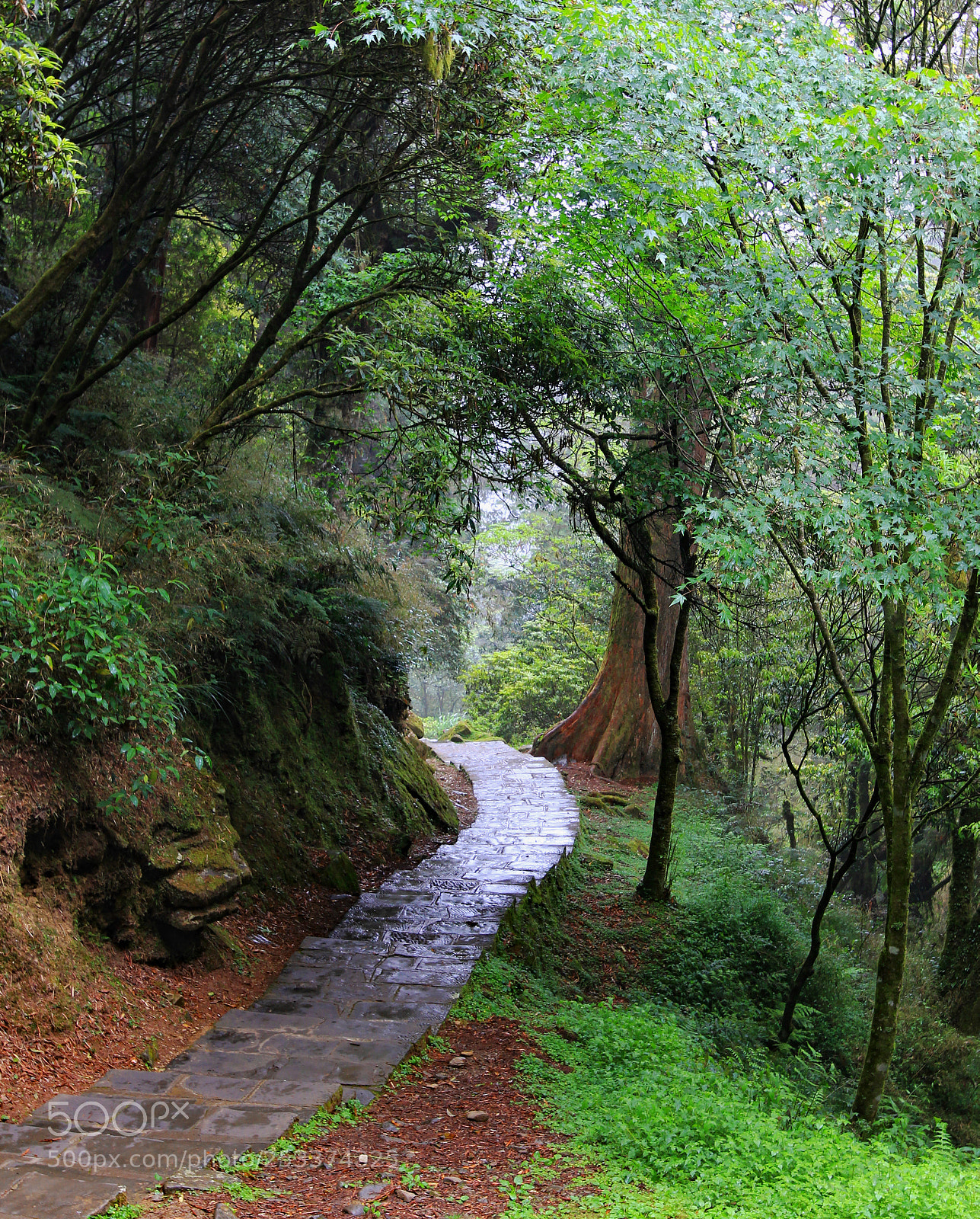 Canon EOS 60D sample photo. The woods are lovely photography