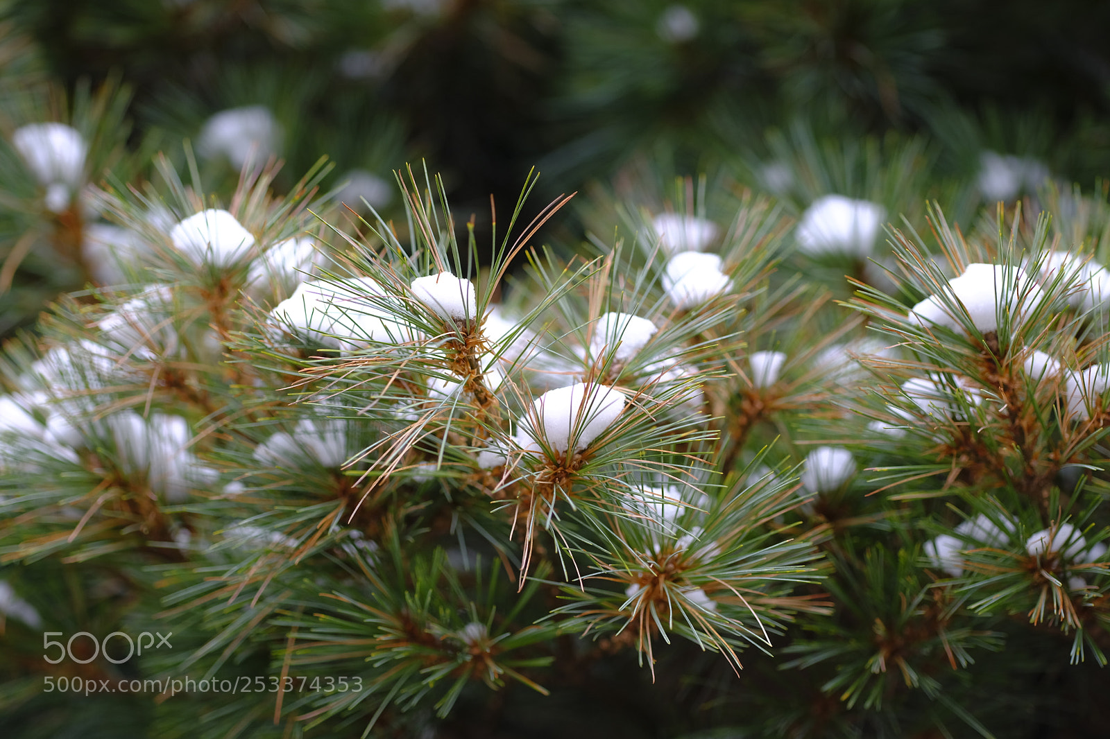 Fujifilm X-T2 sample photo. Snow and spikes photography