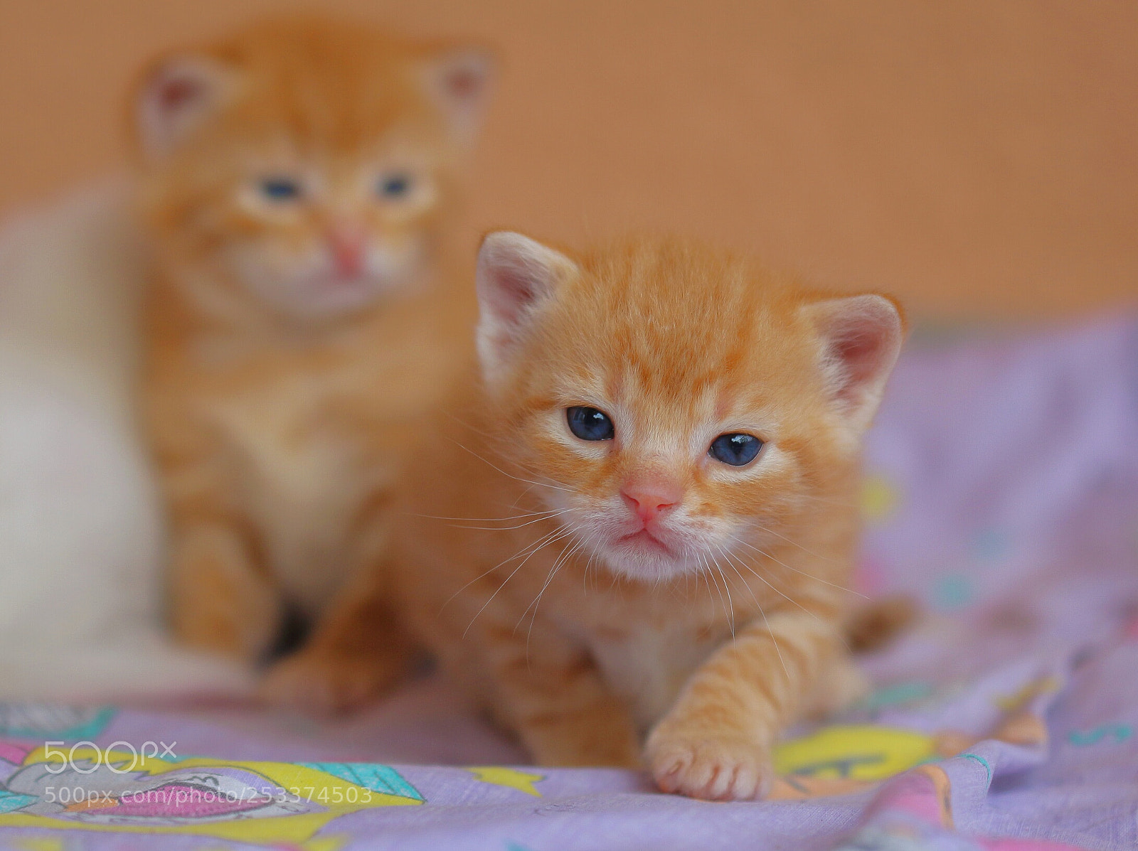 Canon EOS 700D (EOS Rebel T5i / EOS Kiss X7i) sample photo. Cute cat photography