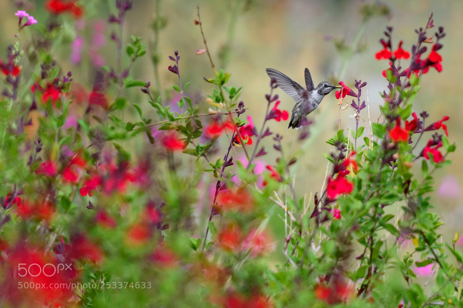 Nikon D850 sample photo. Black-chinned hummingbird archilochus alexandri photography