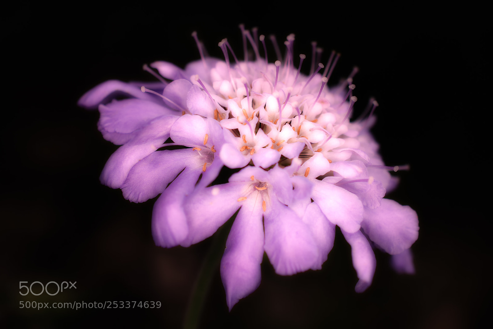 Nikon D7100 sample photo. Purple flower photography
