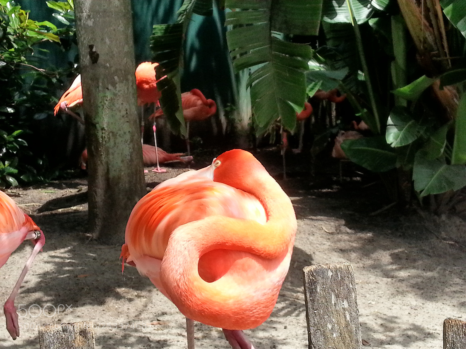 Samsung Galaxy S3 sample photo. Flamingo hiding photography