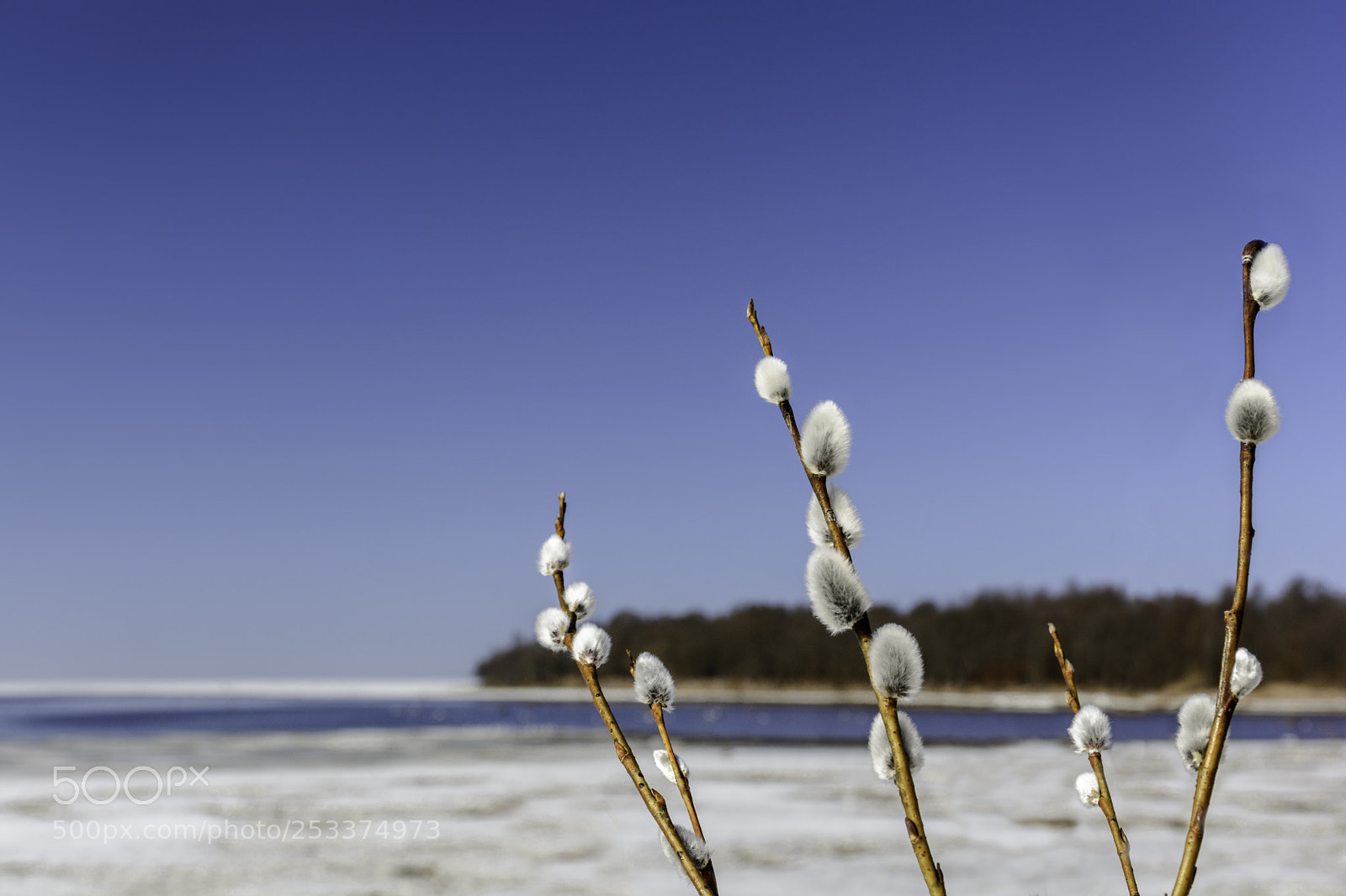 Nikon D7100 sample photo. Fluffy pussy-willow buds against photography