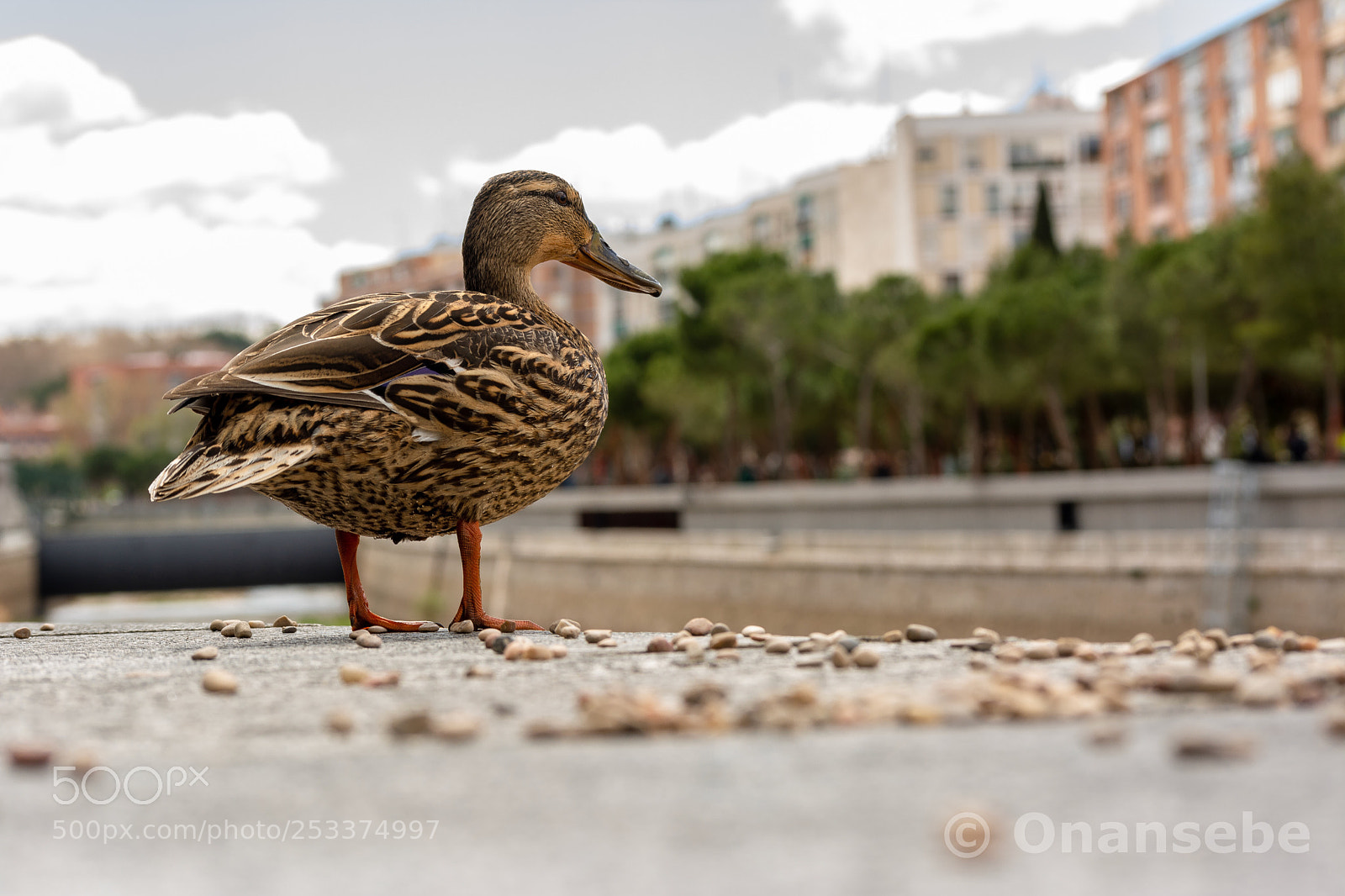 Nikon D5200 sample photo. A volar...!!! photography