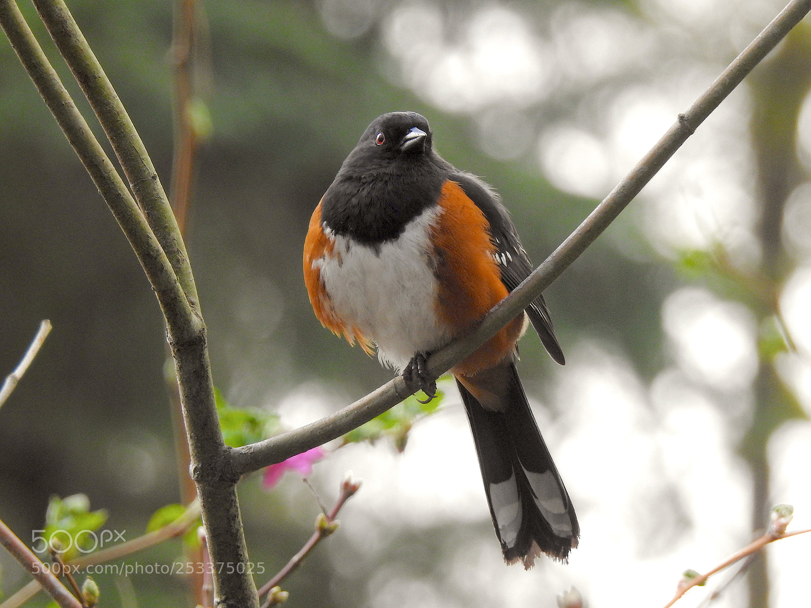 Nikon Coolpix P900 sample photo. Towhee photography