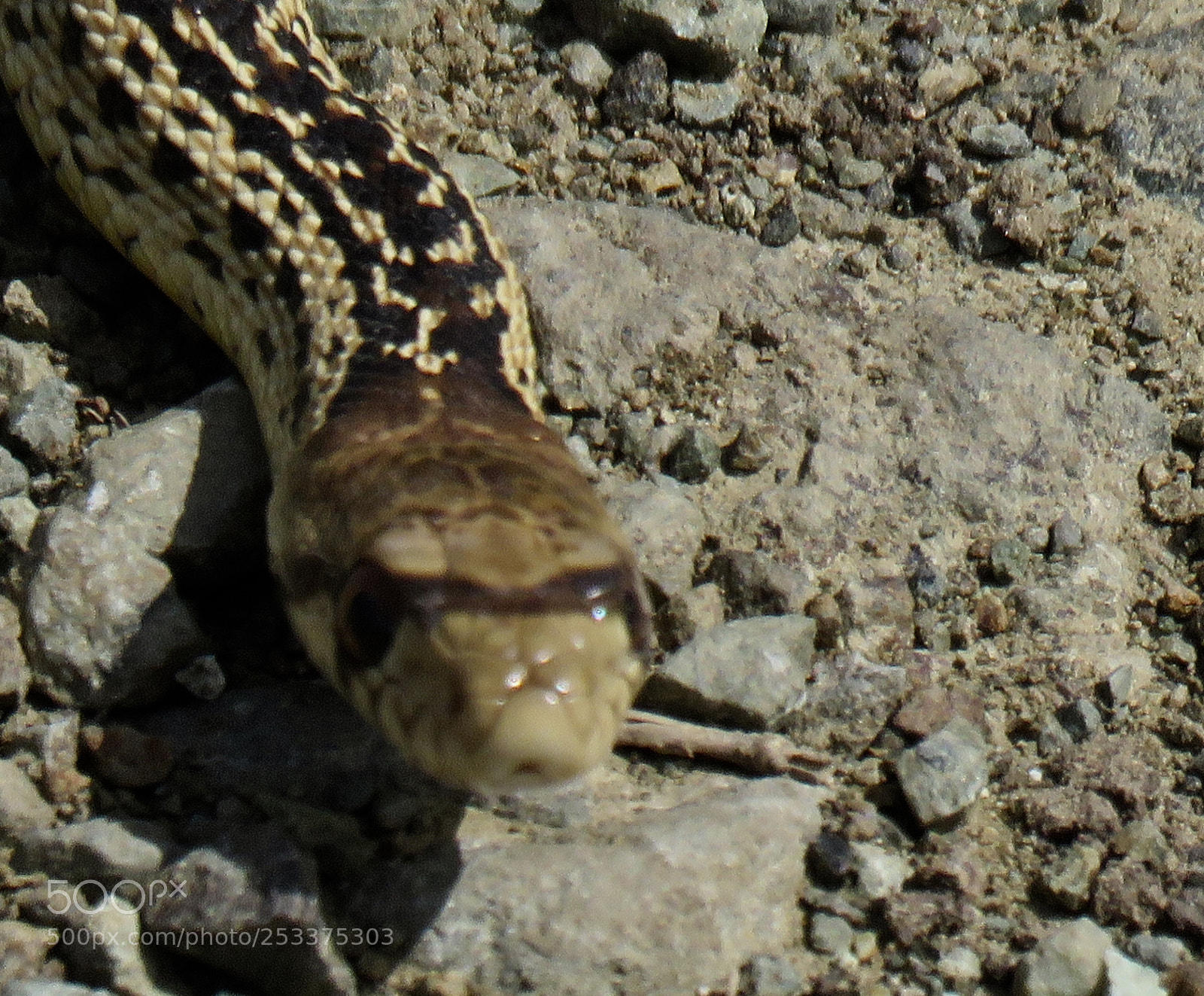 Canon PowerShot SX60 HS sample photo. Watch where you are photography