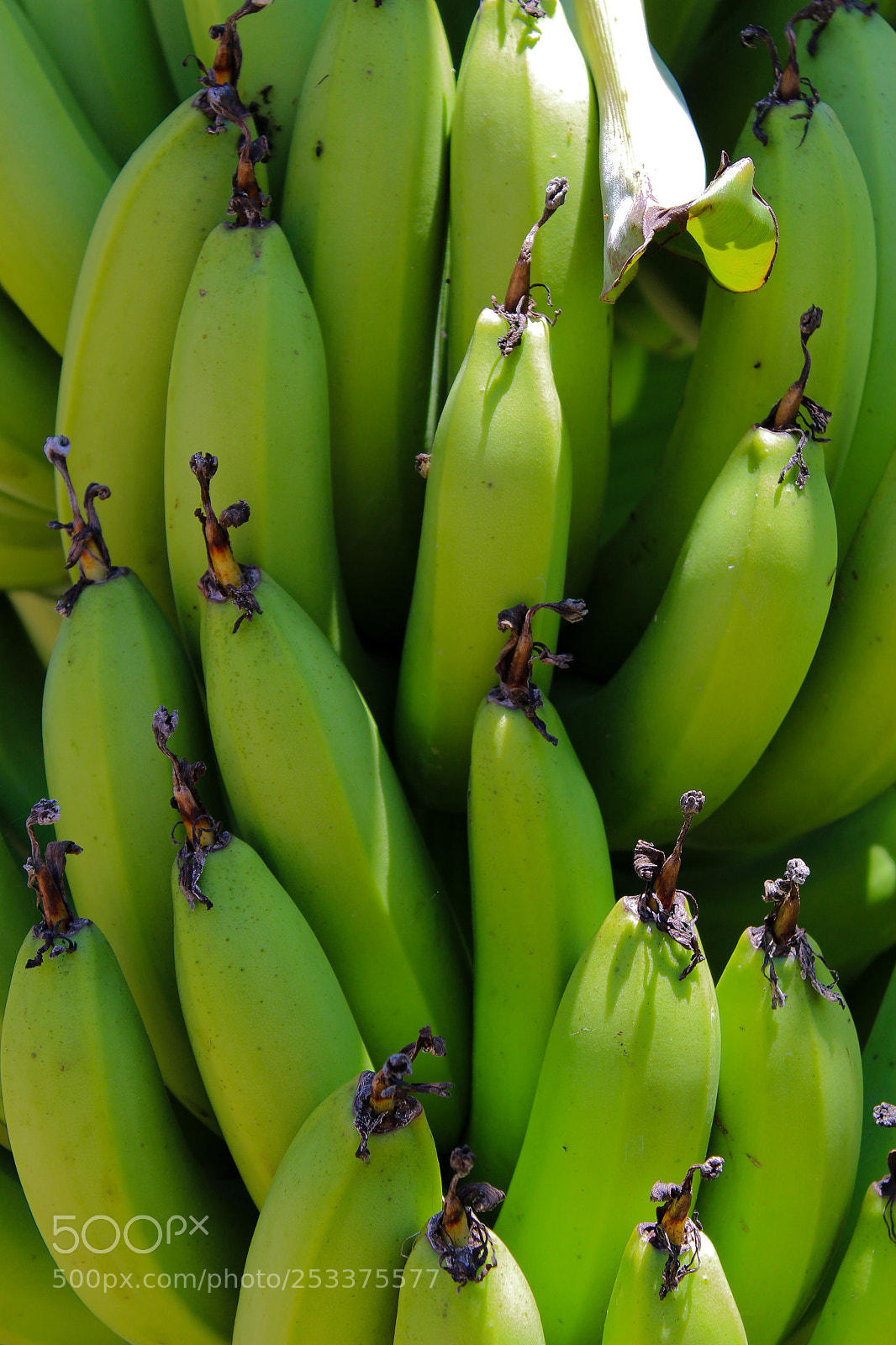 Canon EOS 1300D (EOS Rebel T6 / EOS Kiss X80) sample photo. Bananas photography