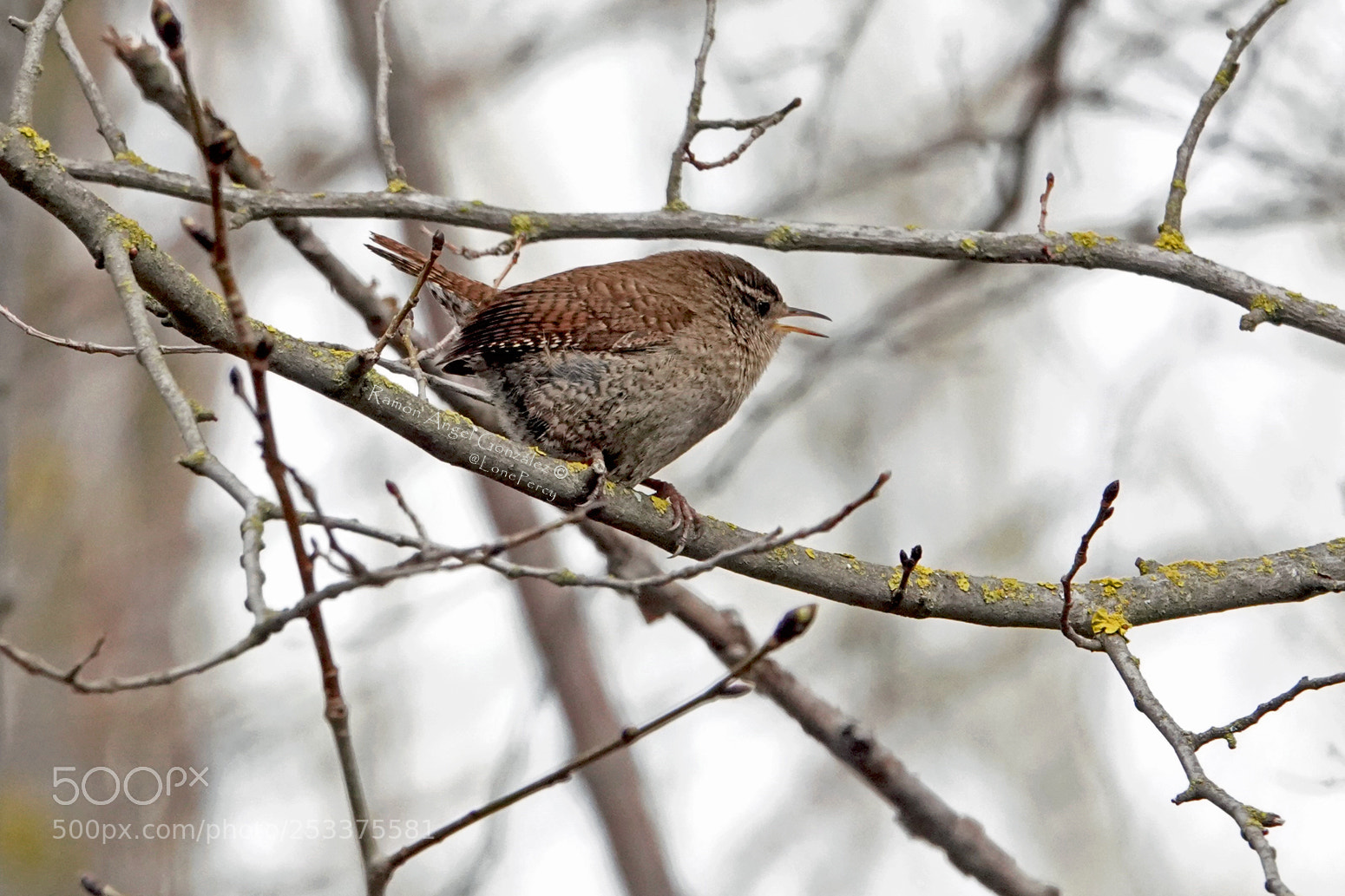 Sony Cyber-shot DSC-RX10 IV sample photo. Eurasian wren singing in photography