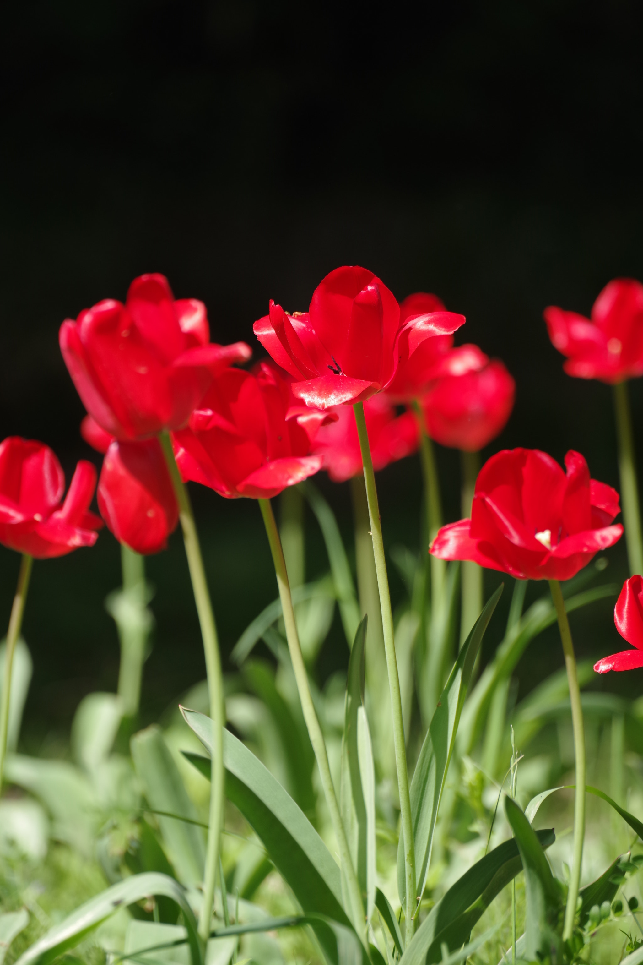 Pentax K-70 sample photo. Tulip 2018 #3 photography