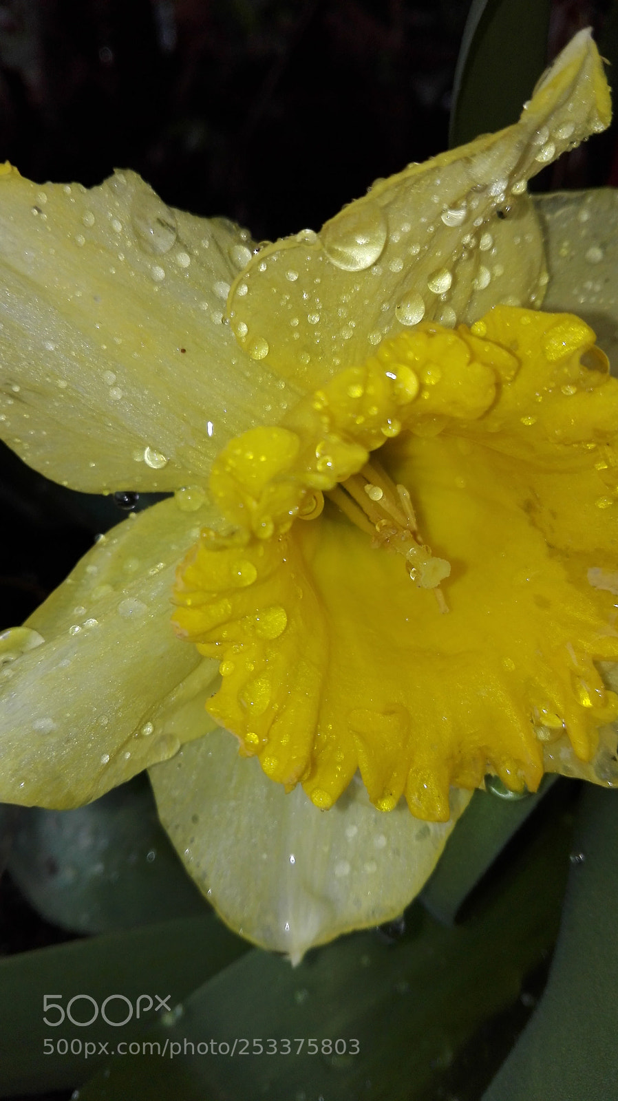 HUAWEI P8 Lite sample photo. Untitled photography