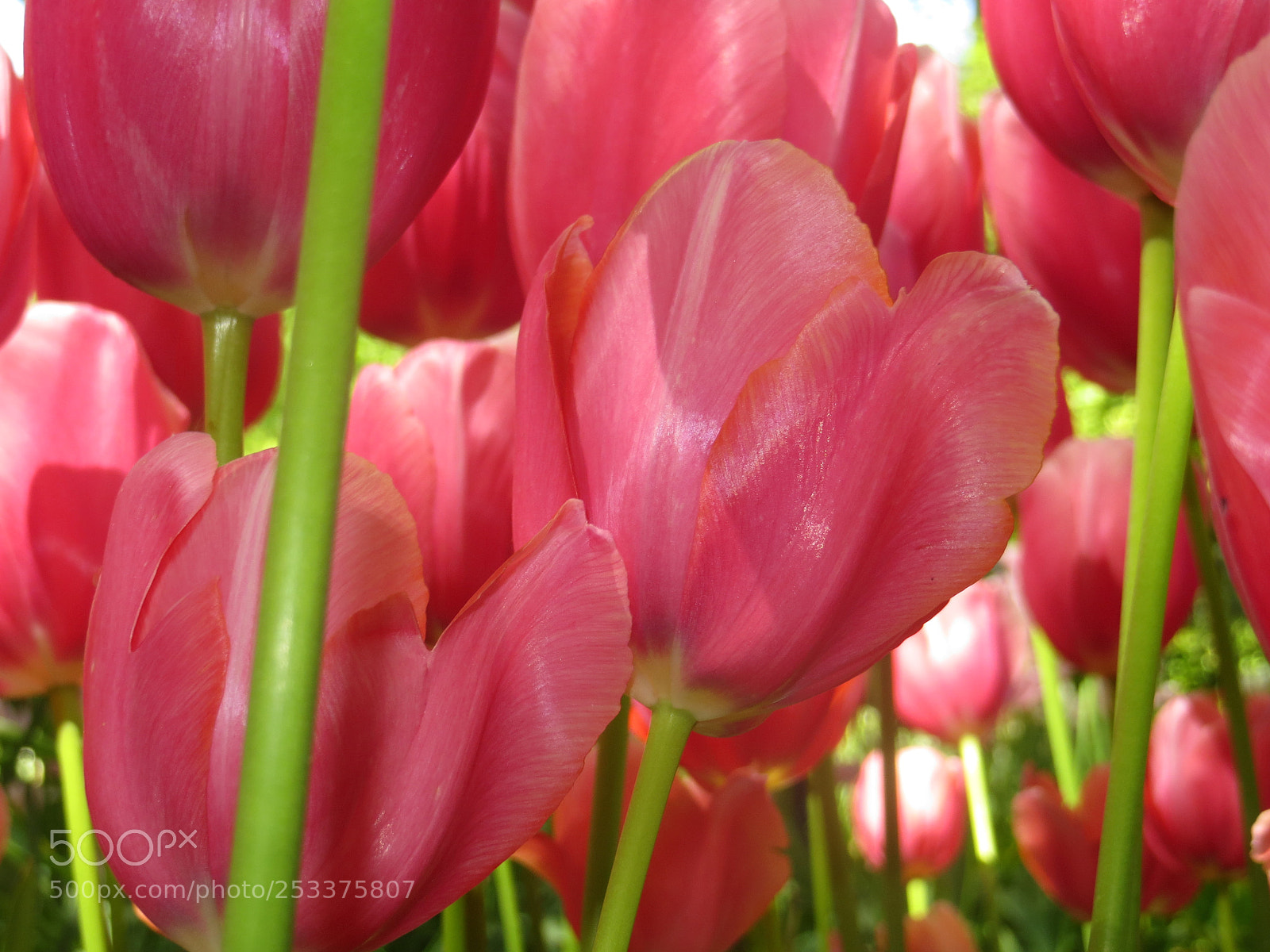 Canon PowerShot SX240 HS sample photo. Tulips 05 photography
