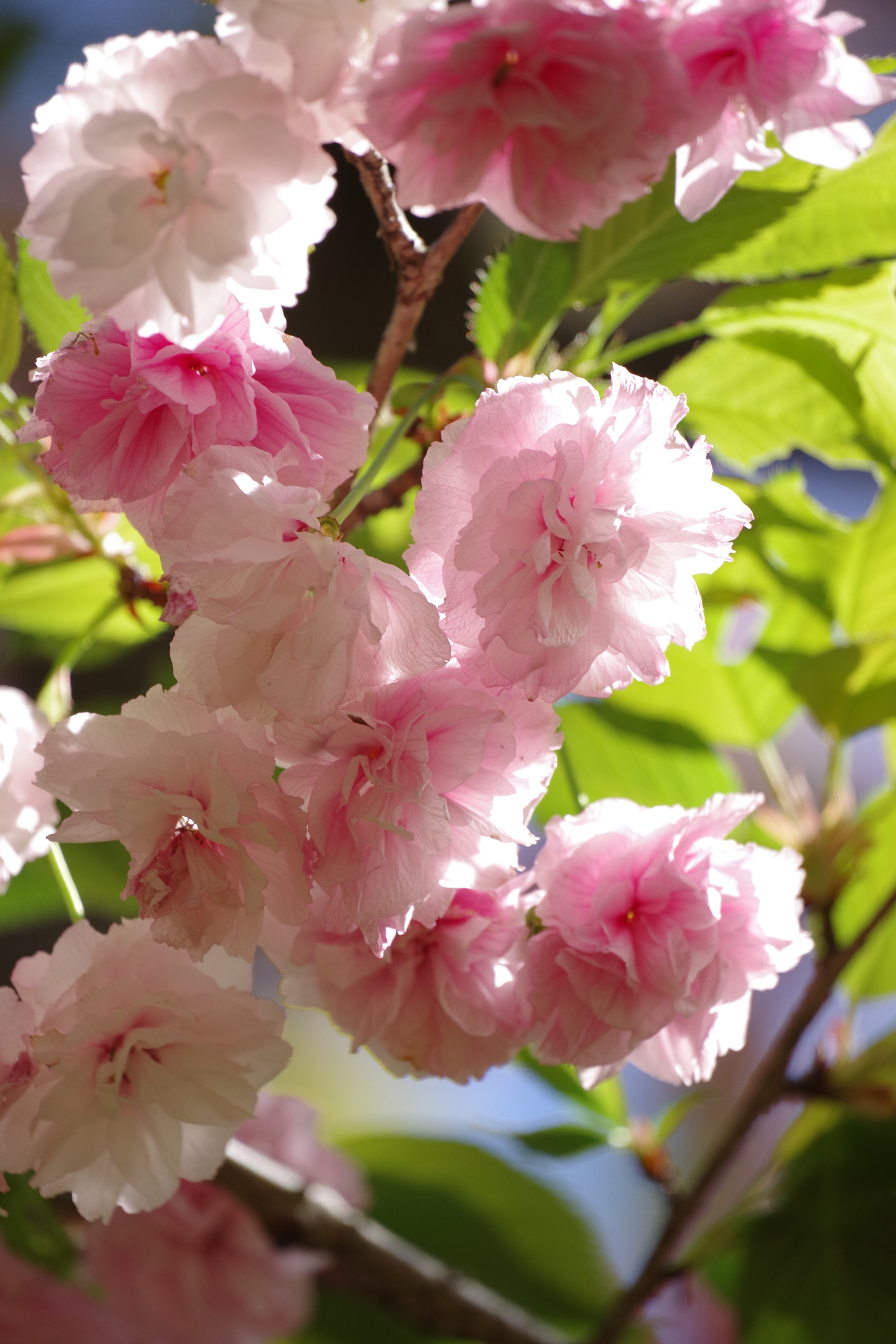 Pentax K-70 sample photo. Sakura 2018 #20 photography