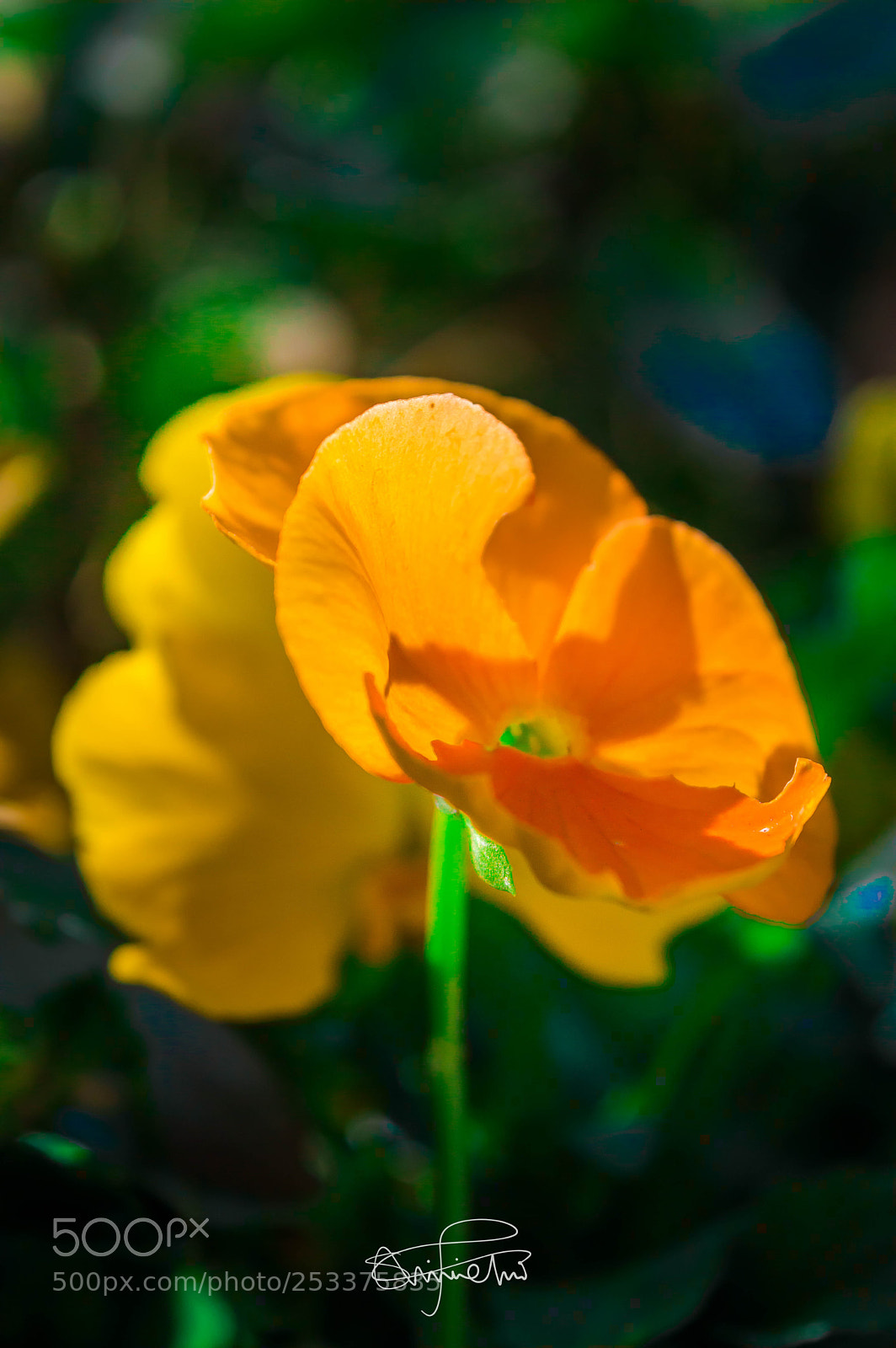Nikon D3200 sample photo. Orange photography