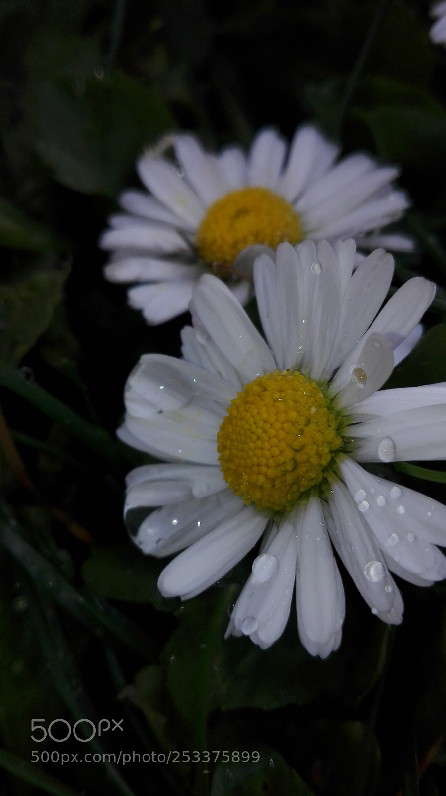 HUAWEI P8 Lite sample photo. Untitled photography