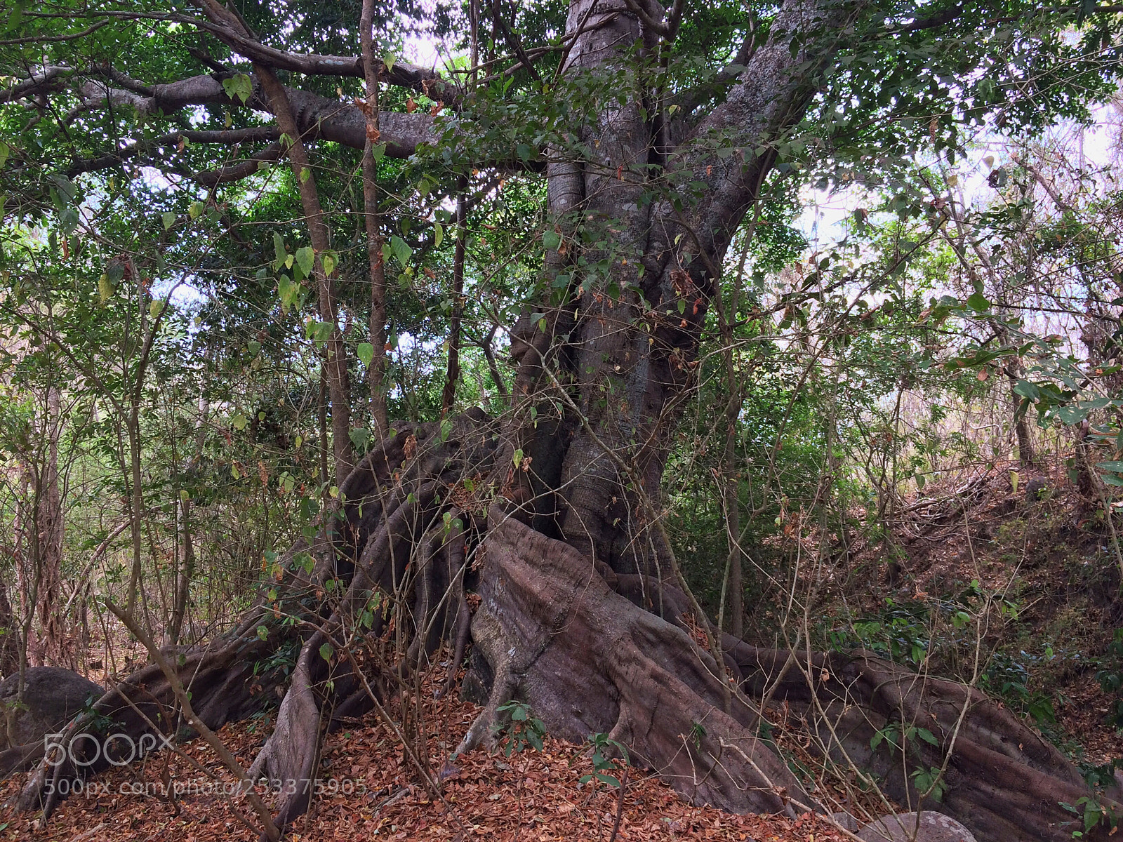 Apple iPhone 5s sample photo. Árbol de la vida photography