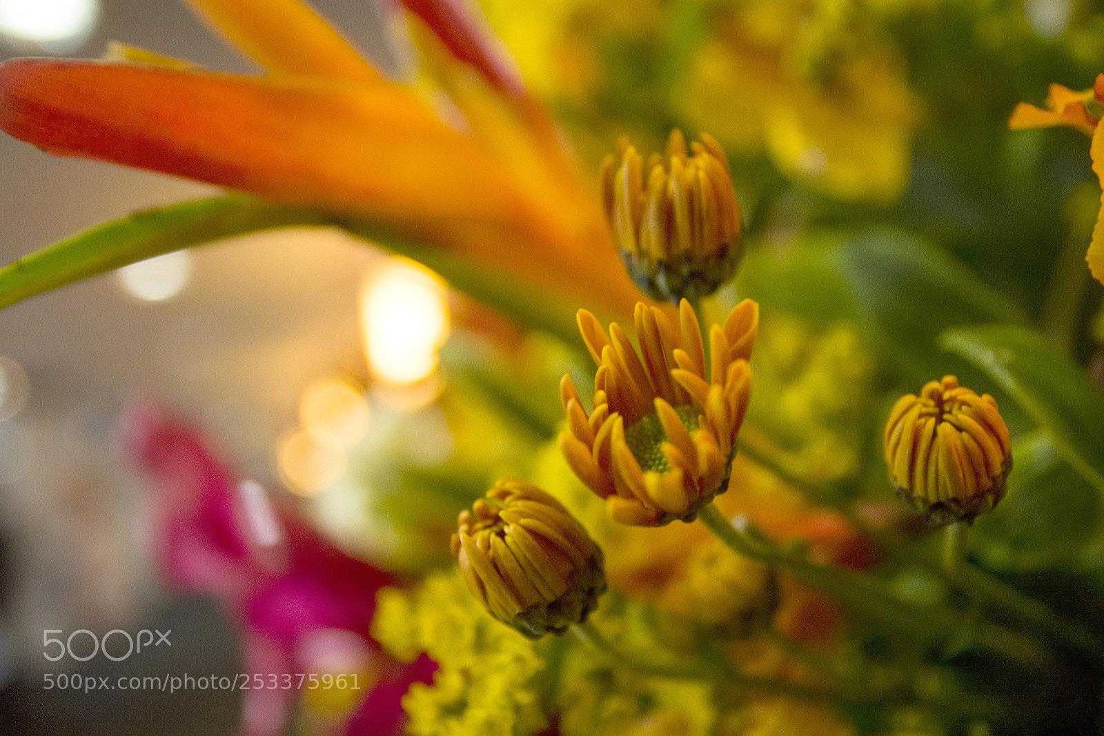 Nikon D7100 sample photo. Yellow button photography