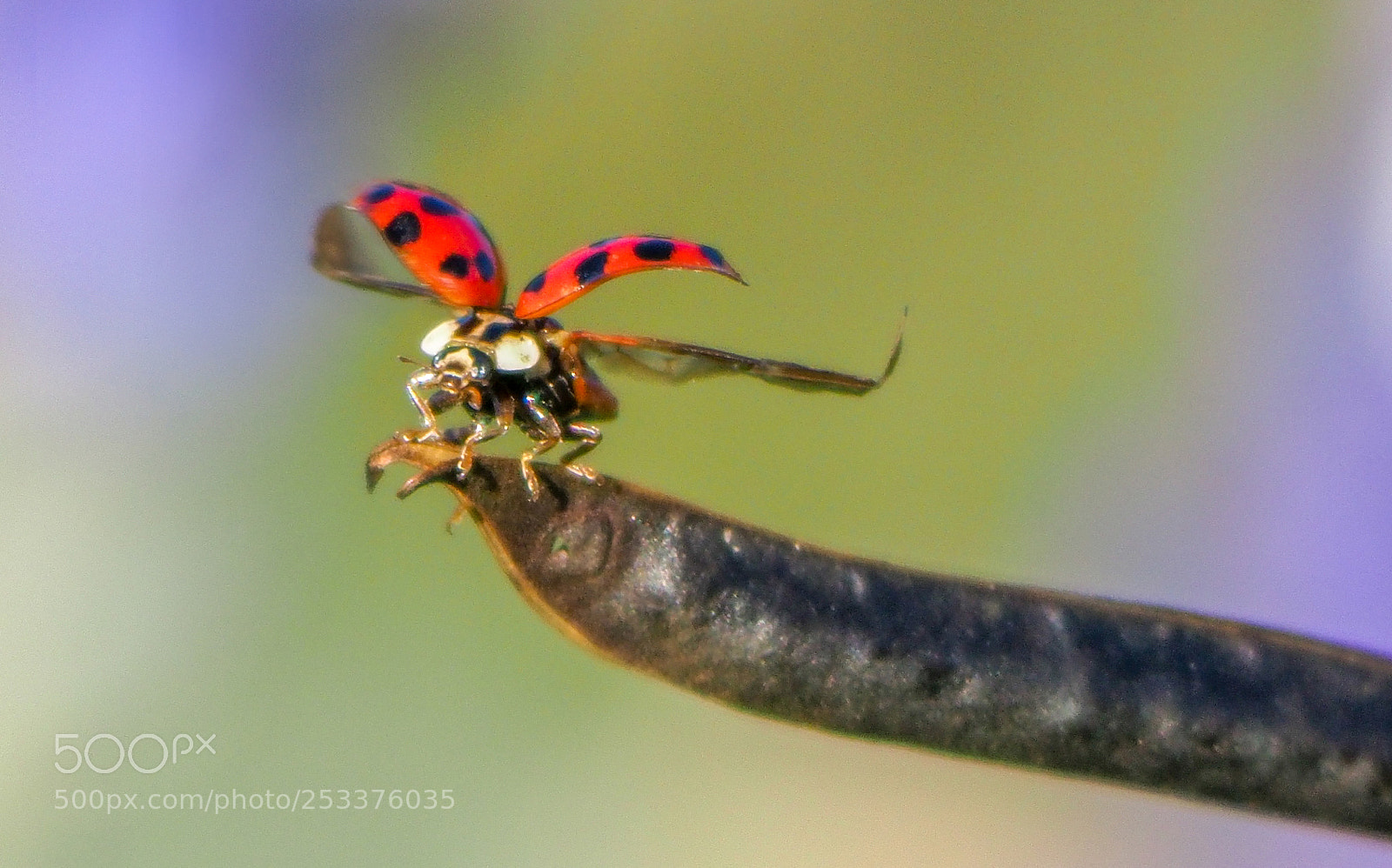 Olympus OM-D E-M1 Mark II sample photo. Ladybug photography