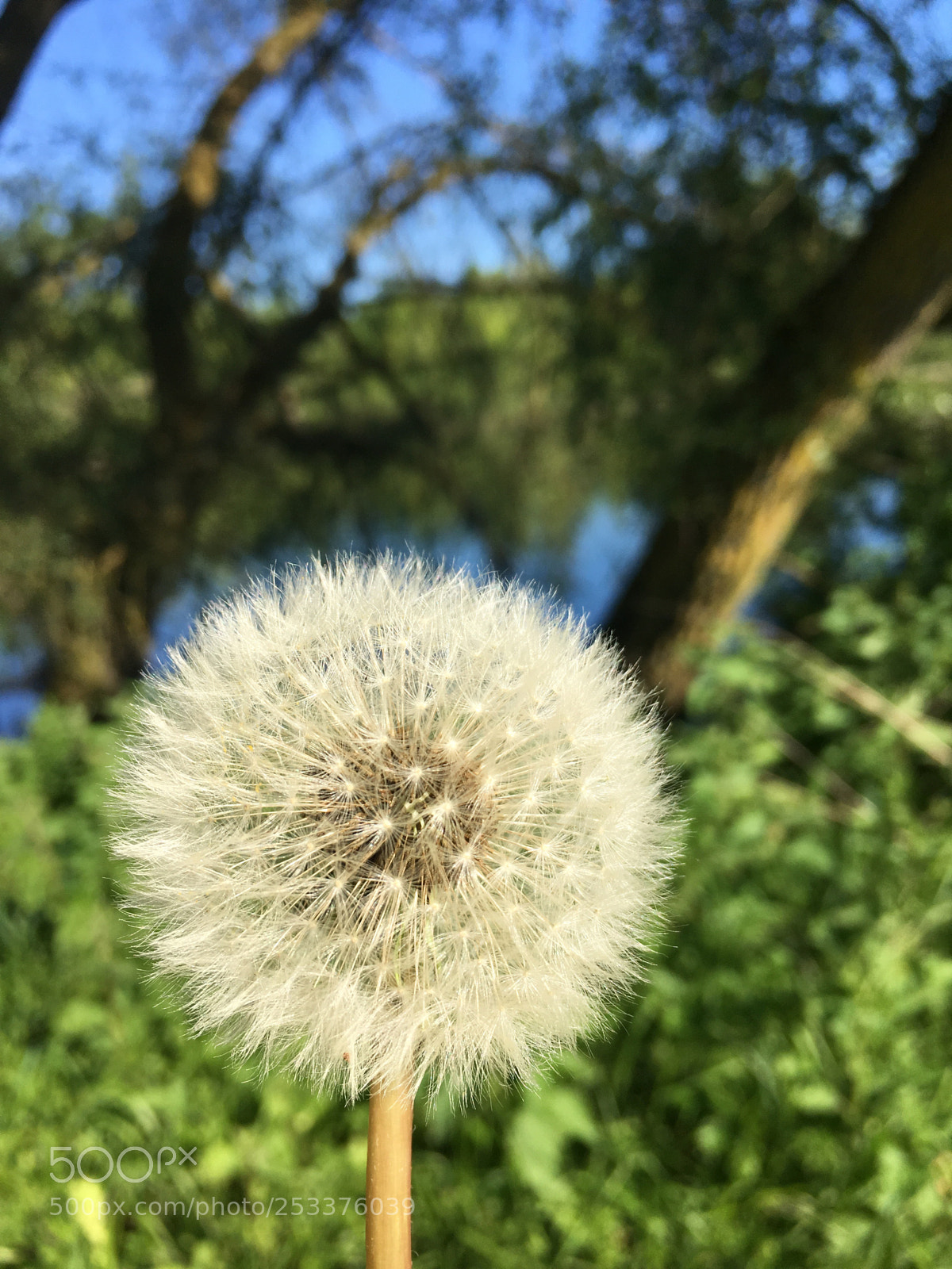 Apple iPhone 6s Plus sample photo. Untitled photography