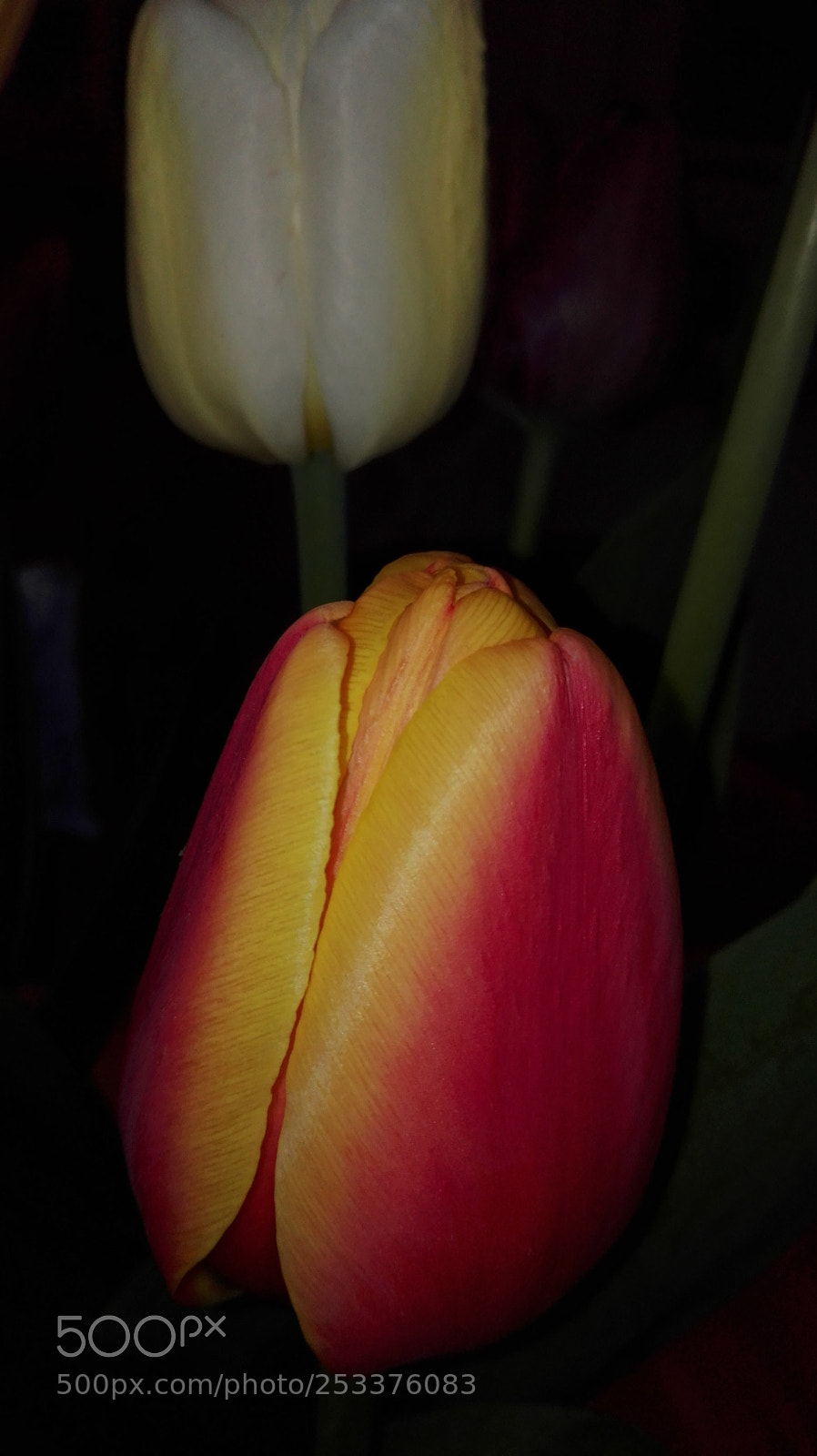 HUAWEI P8 Lite sample photo. Untitled photography