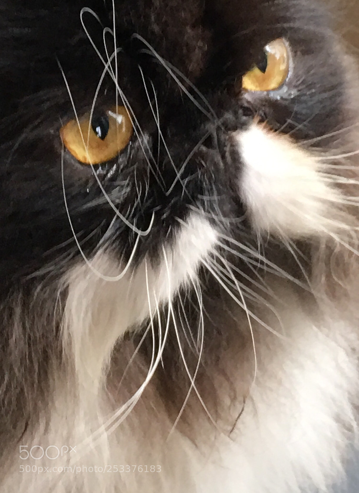 Apple iPhone 6s Plus sample photo. Untitled photography