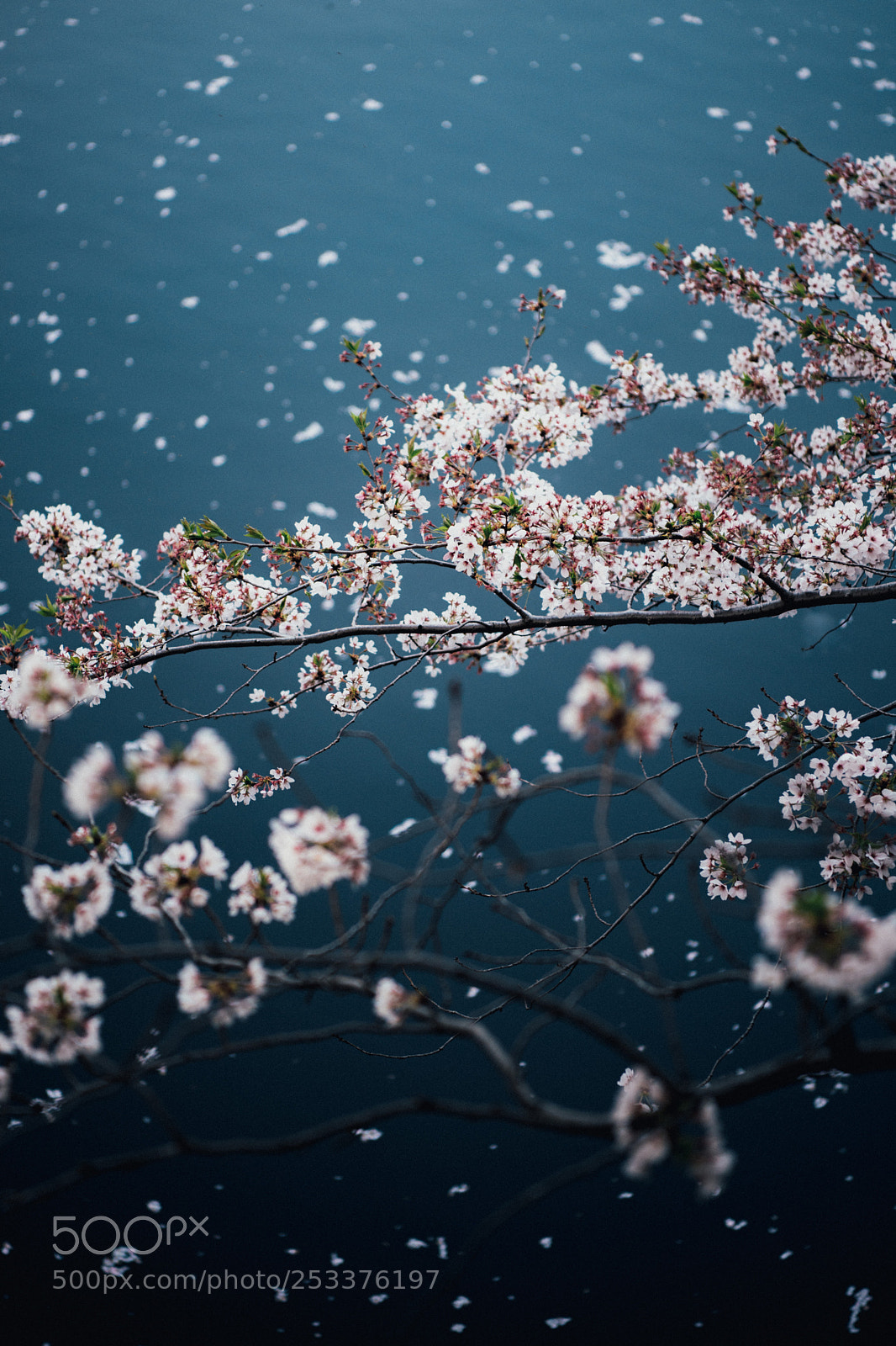 Nikon D810 sample photo. Sakura photography