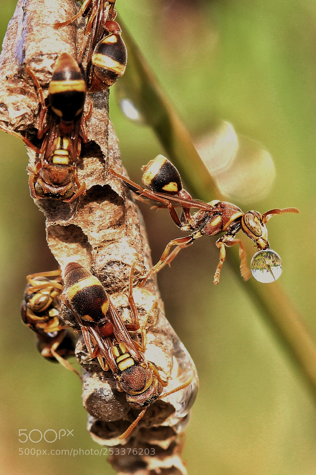 Canon EOS 60D sample photo. Bee photography