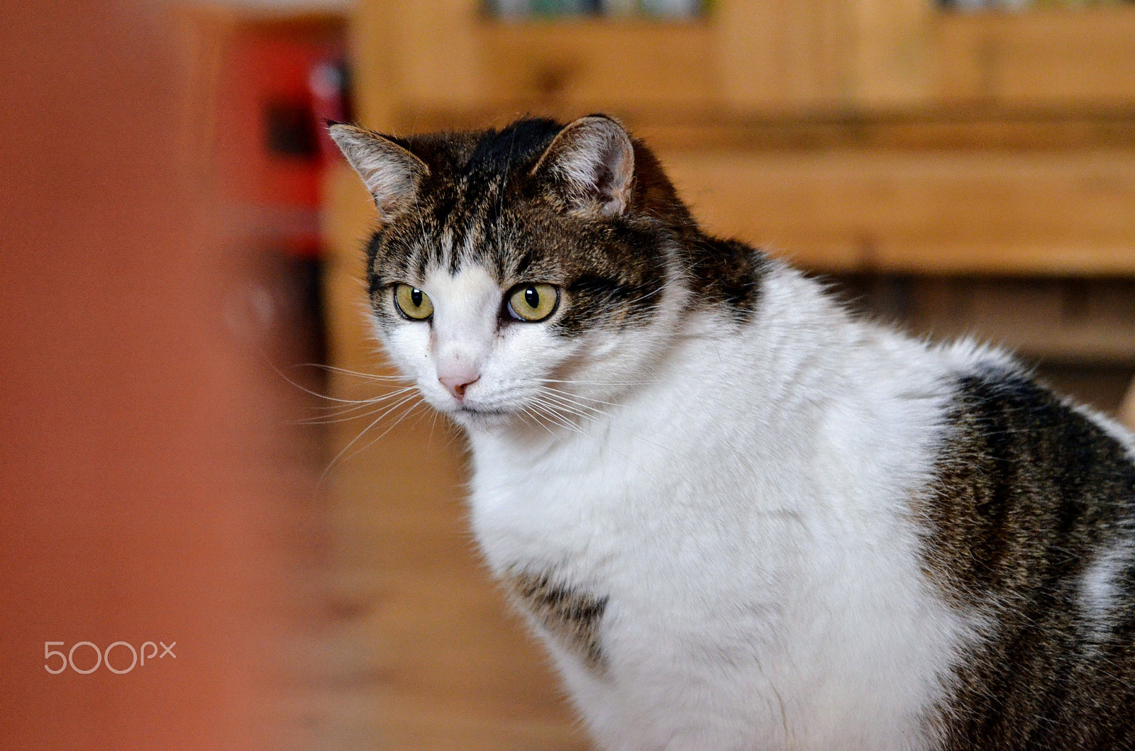 Nikon D7000 sample photo. Domestic cat photography