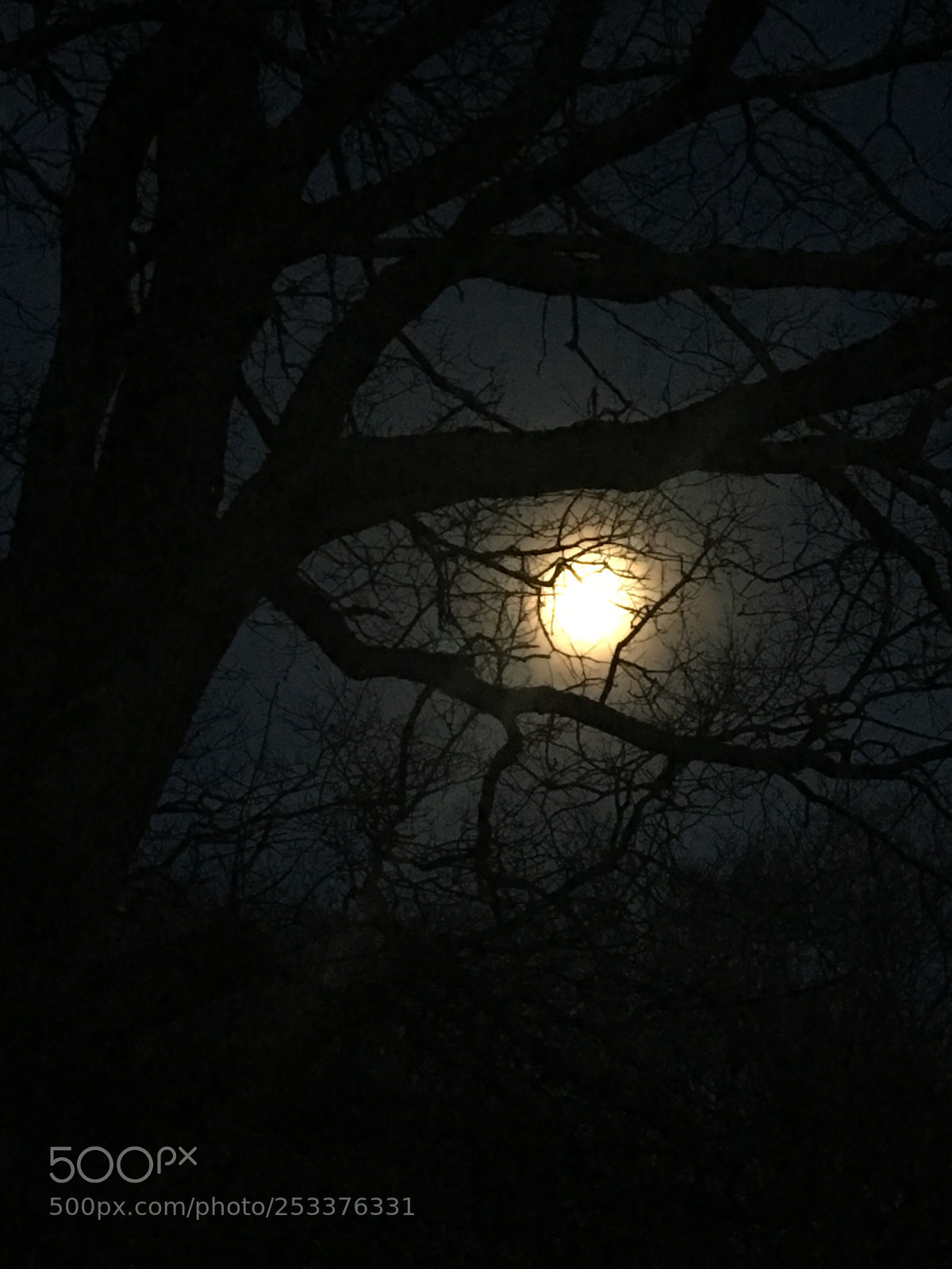 Apple iPhone 6s Plus sample photo. Untitled photography