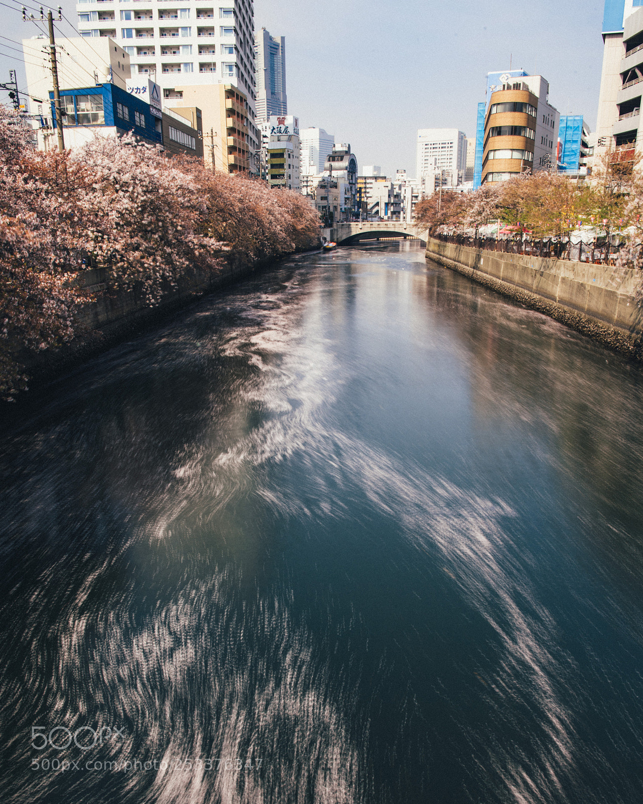 Nikon D810 sample photo. Sakura photography