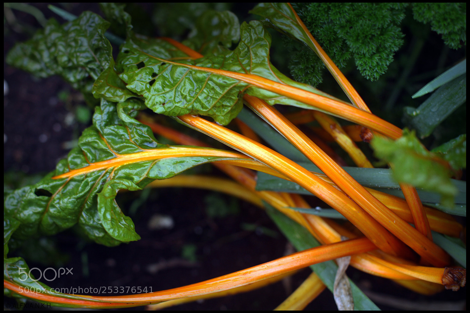 Canon EOS 5D Mark II sample photo. Orange silverbeet photography