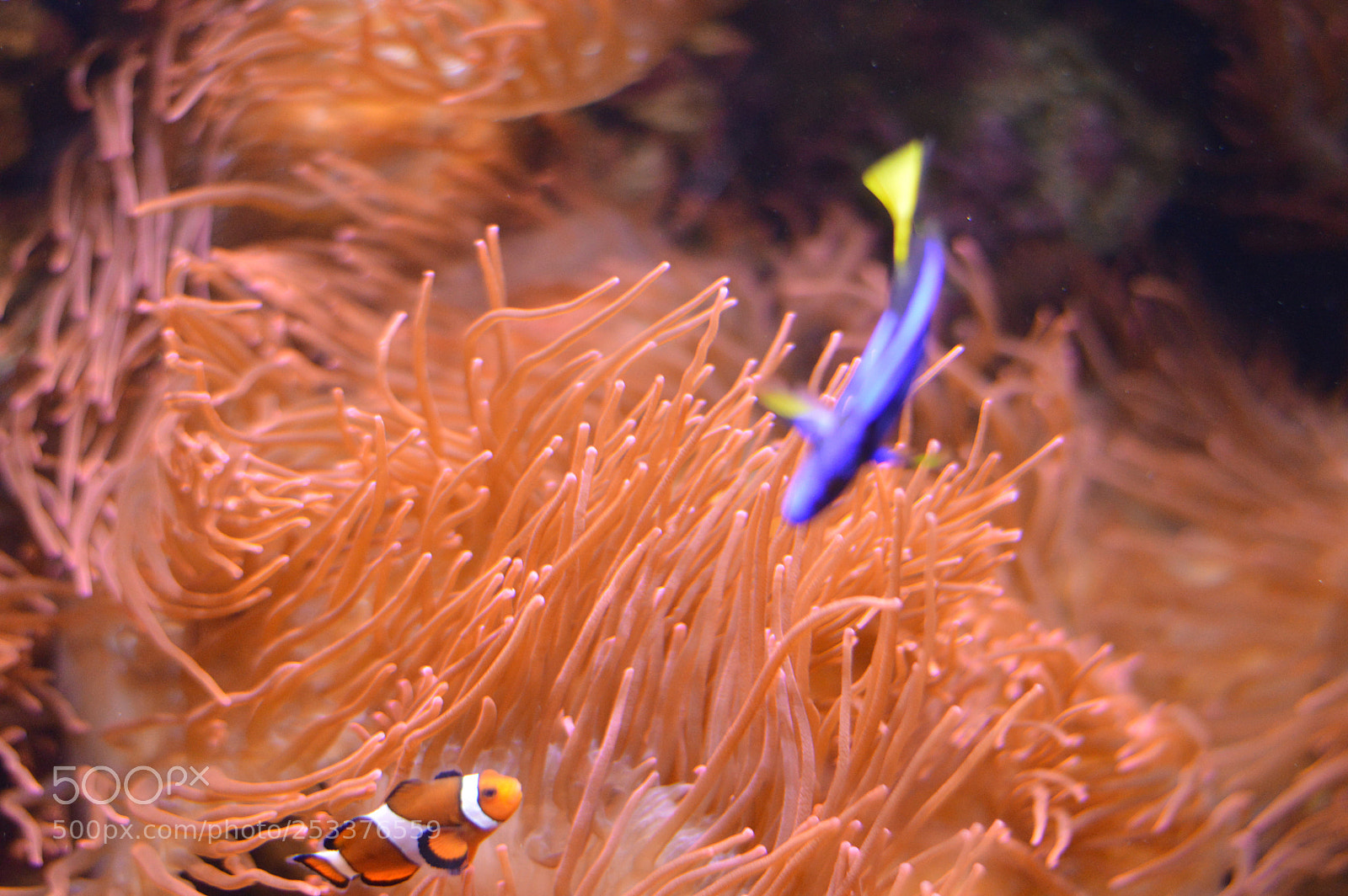 Nikon D3200 sample photo. Nemo and dory photography