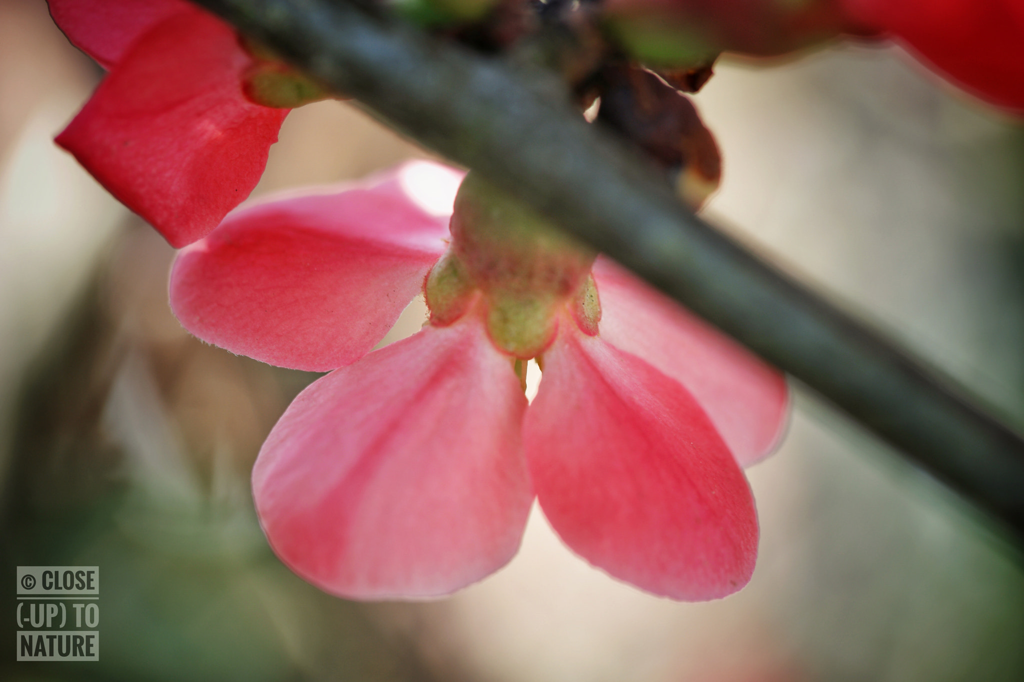 Samsung NX500 sample photo. Chaenomeles japonica (3) photography