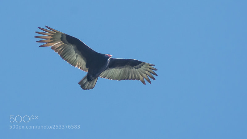 Nikon D7200 sample photo. Turkey vulture flyover photography