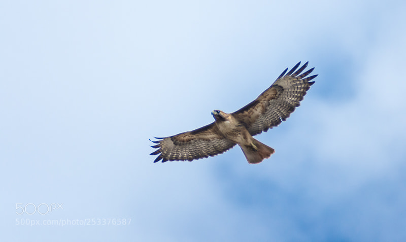 Nikon D7200 sample photo. Hawk flyover photography