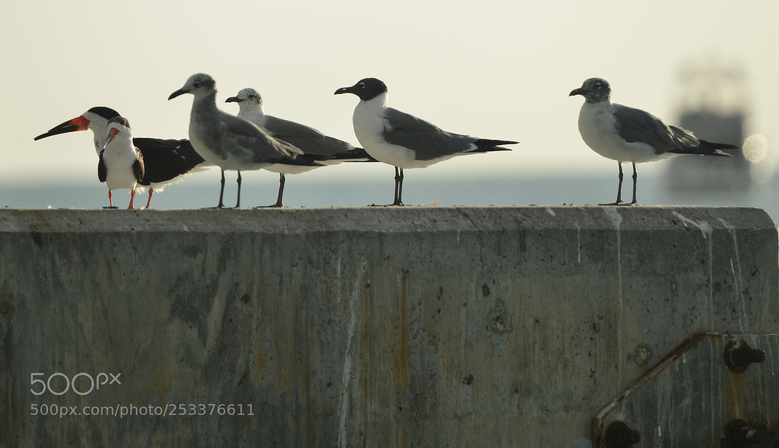Nikon D800 sample photo. Birds of a feather... photography