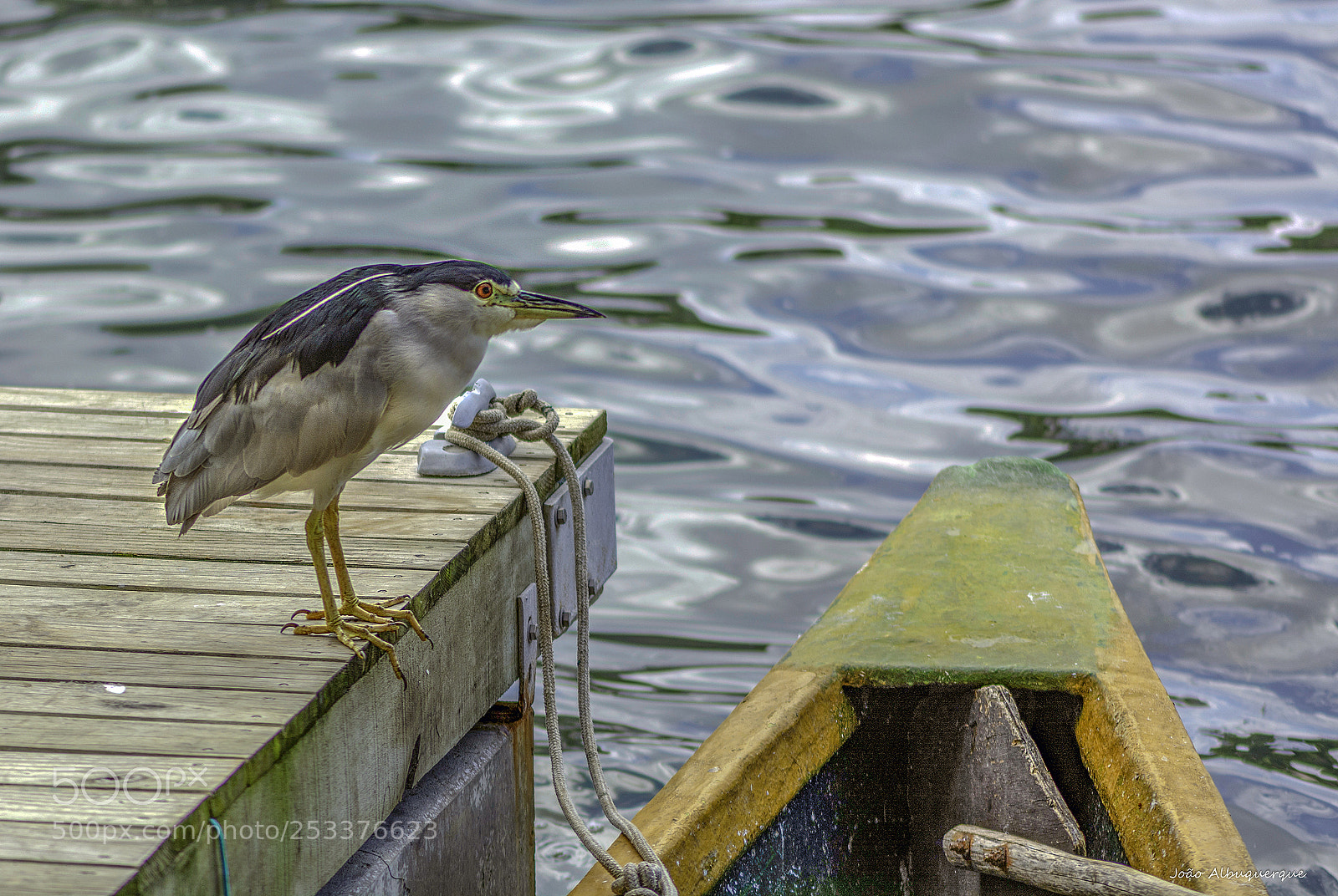 Nikon D5200 sample photo. The boat guardian photography