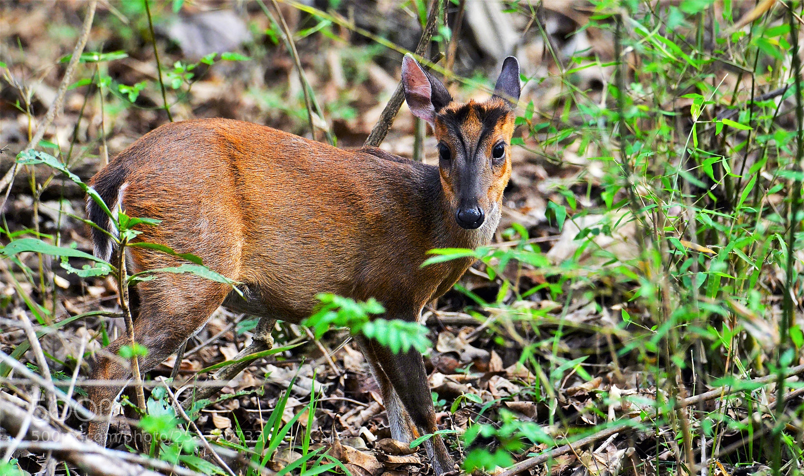 Nikon D7000 sample photo. Muntjac photography