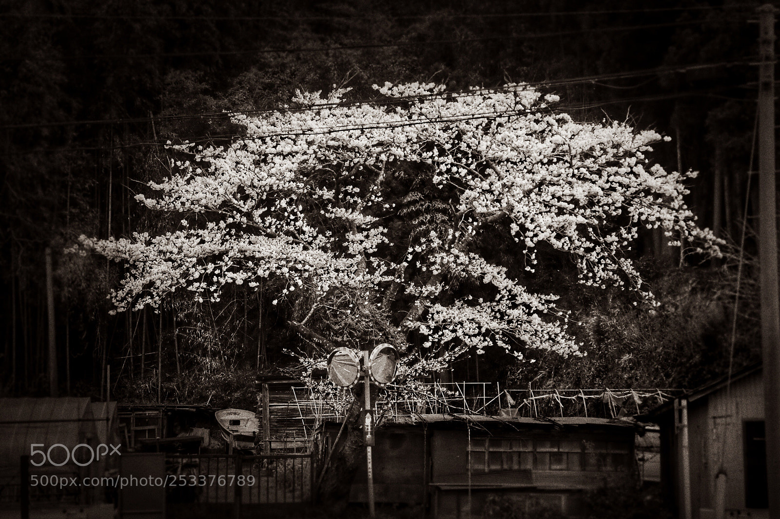 Canon EOS 80D sample photo. Izunuma 伊豆沼物語0413 photography