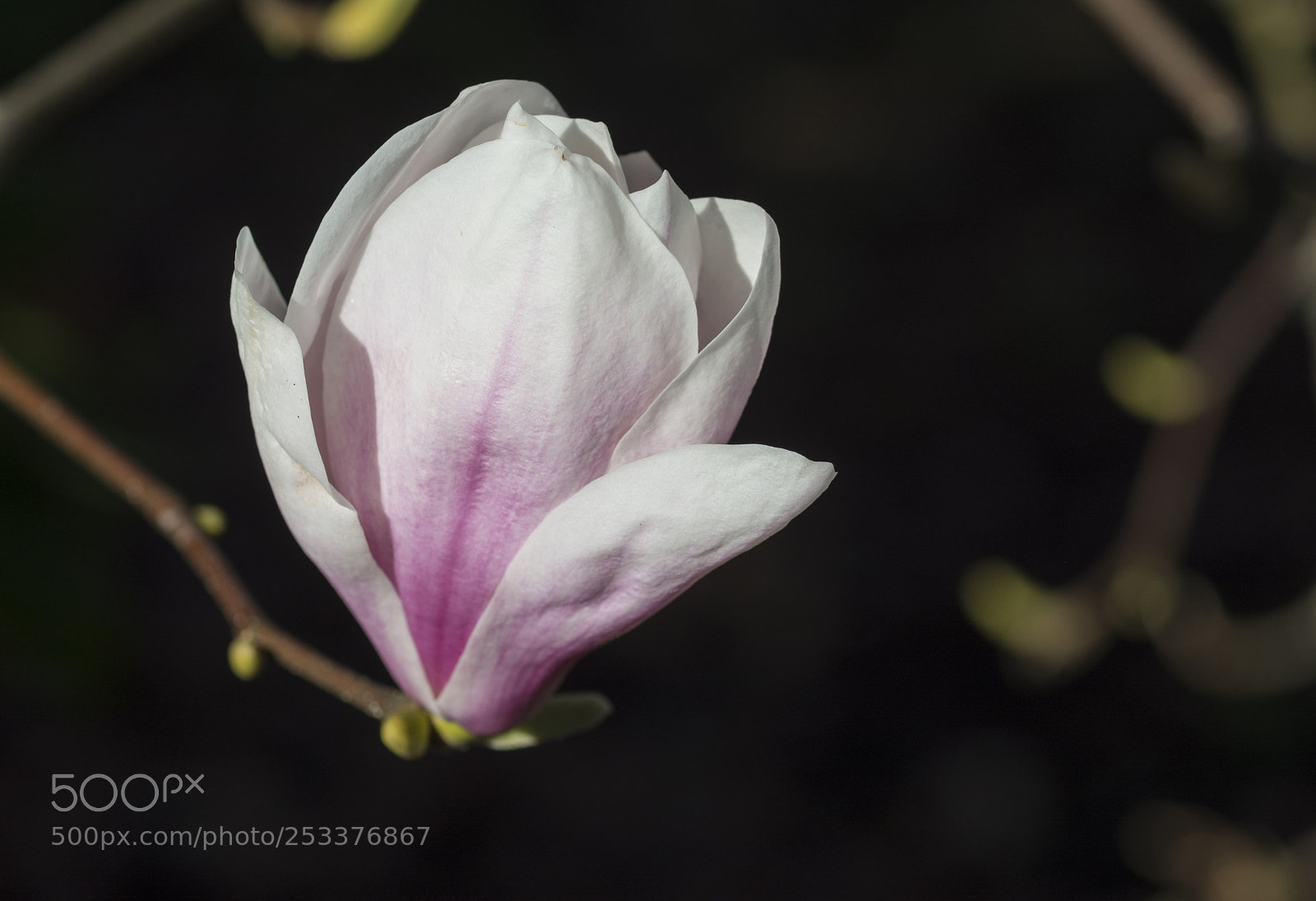 Nikon D7100 sample photo. Blossom of magnolia photography
