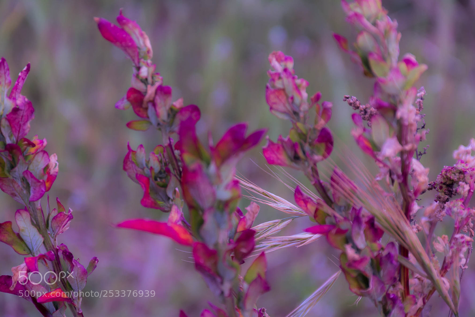 Nikon D7100 sample photo. Flowers photography
